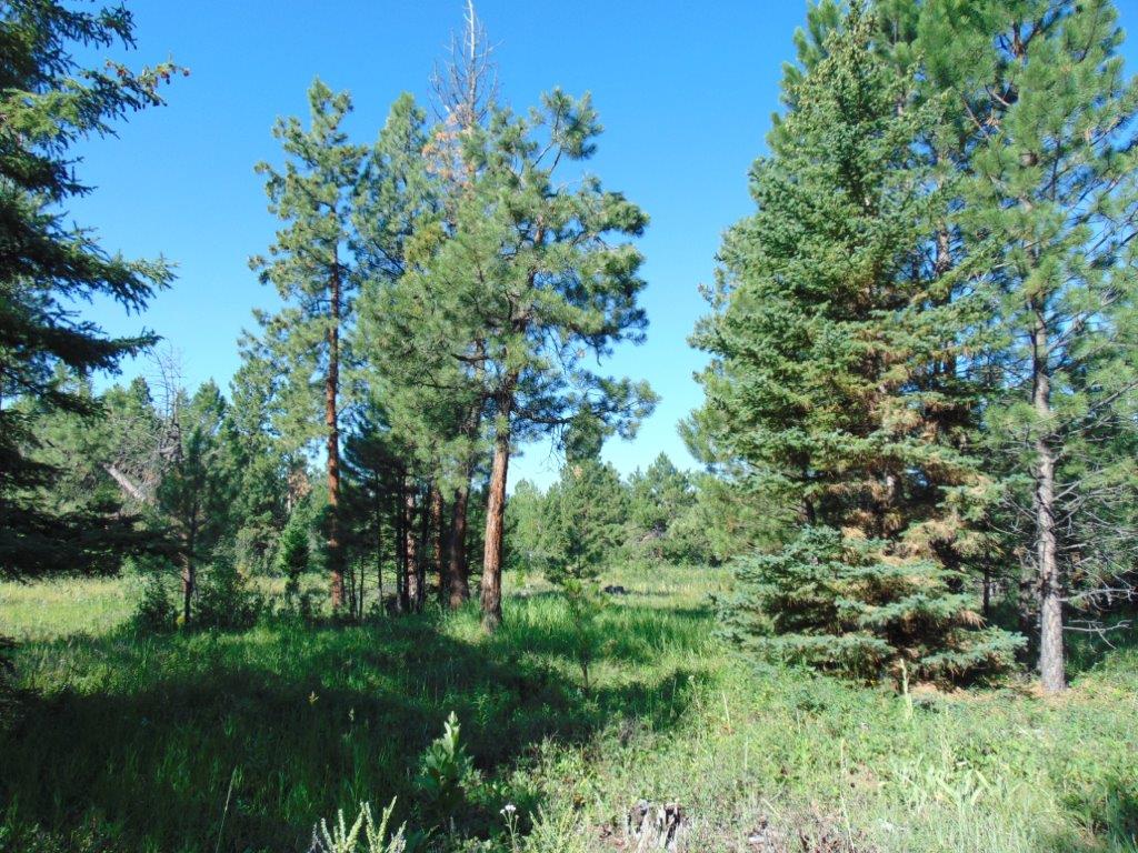 4615 Abe Lincoln Road Lincoln, MT 59639 - Photo 78 of 92 Gallery Image 78