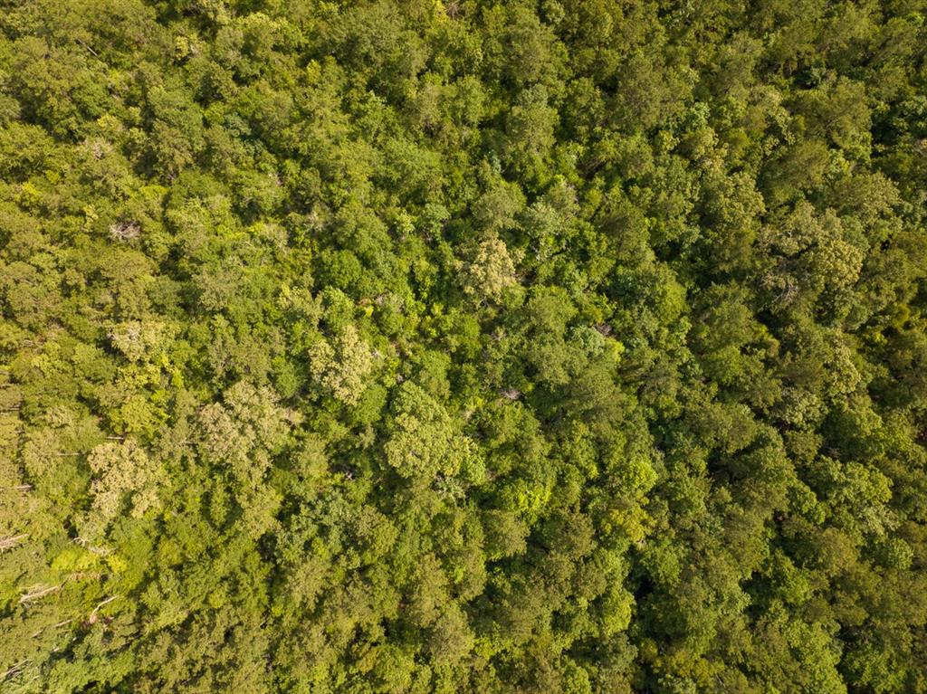 Off Webb Spikes Road Merryville, LA 70653 - Photo 4 of 5