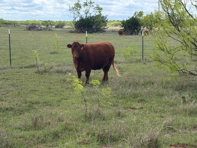 2221 Lemons Gap Road Ovalo, TX 79541 - Photo 20 of 32