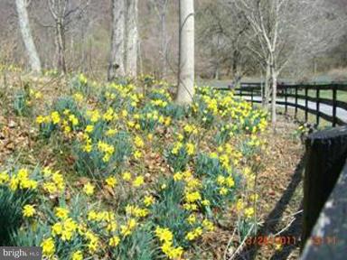 13491 Hume Road Hume, VA 22639 - Photo 20 of 30 Landscaping