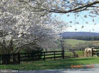 13491 Hume Road Hume, VA 22639 - Photo 23 of 30 Flowering trees