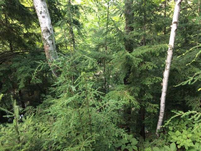 1 Drifting Waters Trail Rhinelander, WI 54501 - Photo 11 of 19 Gallery Image 11