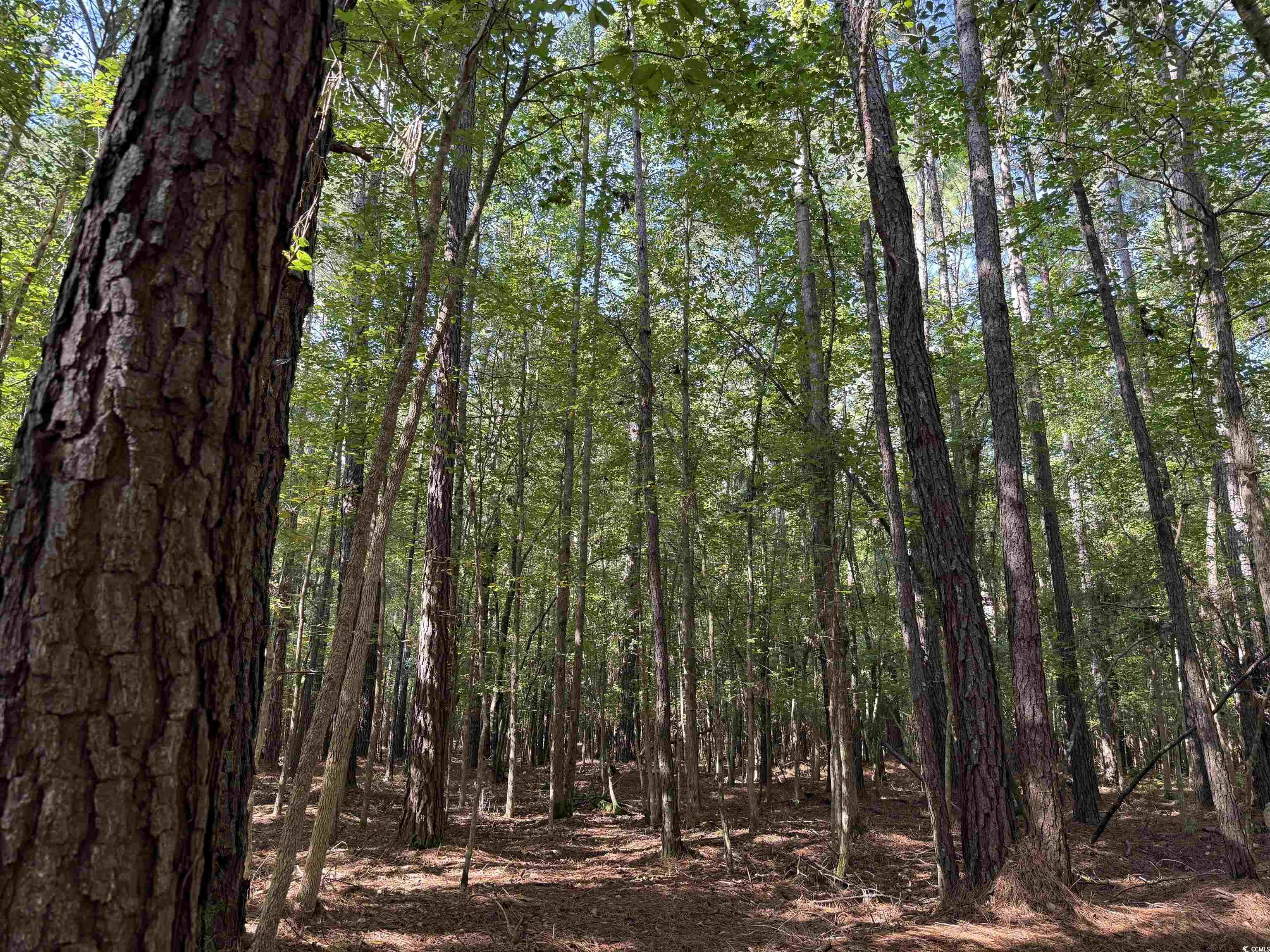 33.5-acres-tbd Union Church Road Salters, SC 29590 - Photo 11 of 22