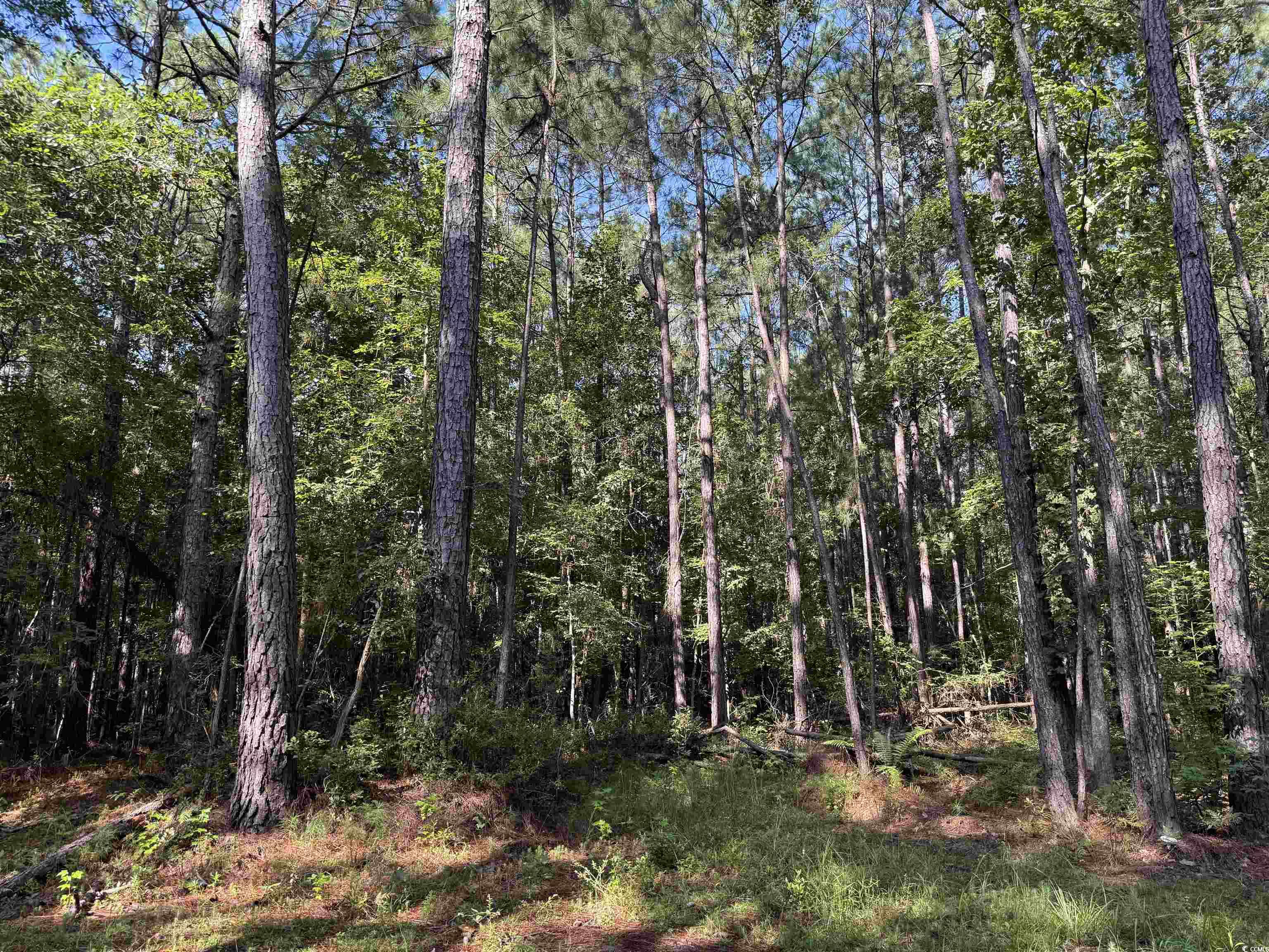 33.5-acres-tbd Union Church Road Salters, SC 29590 - Photo 12 of 22