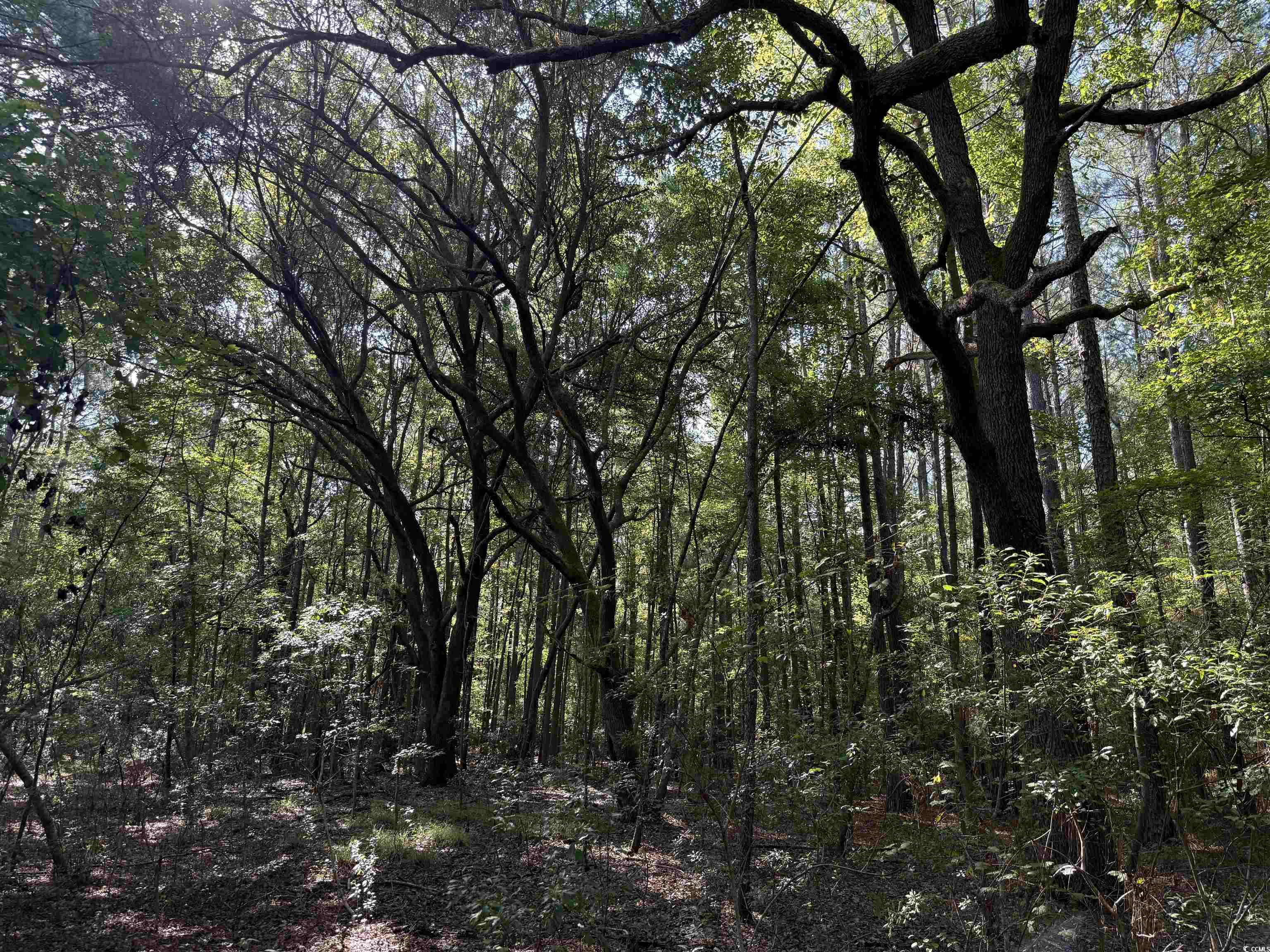 33.5-acres-tbd Union Church Road Salters, SC 29590 - Photo 13 of 22