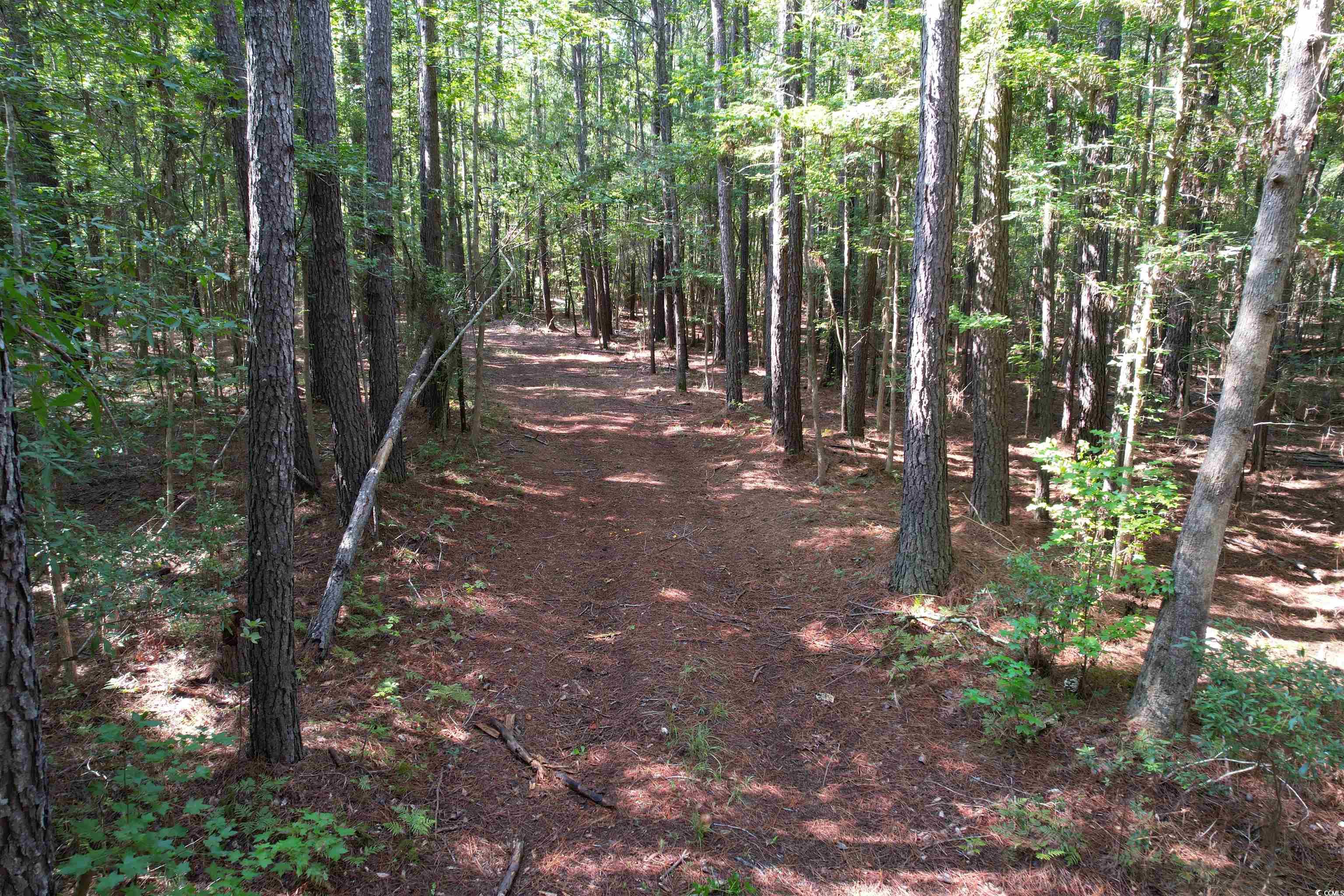 33.5-acres-tbd Union Church Road Salters, SC 29590 - Photo 14 of 22