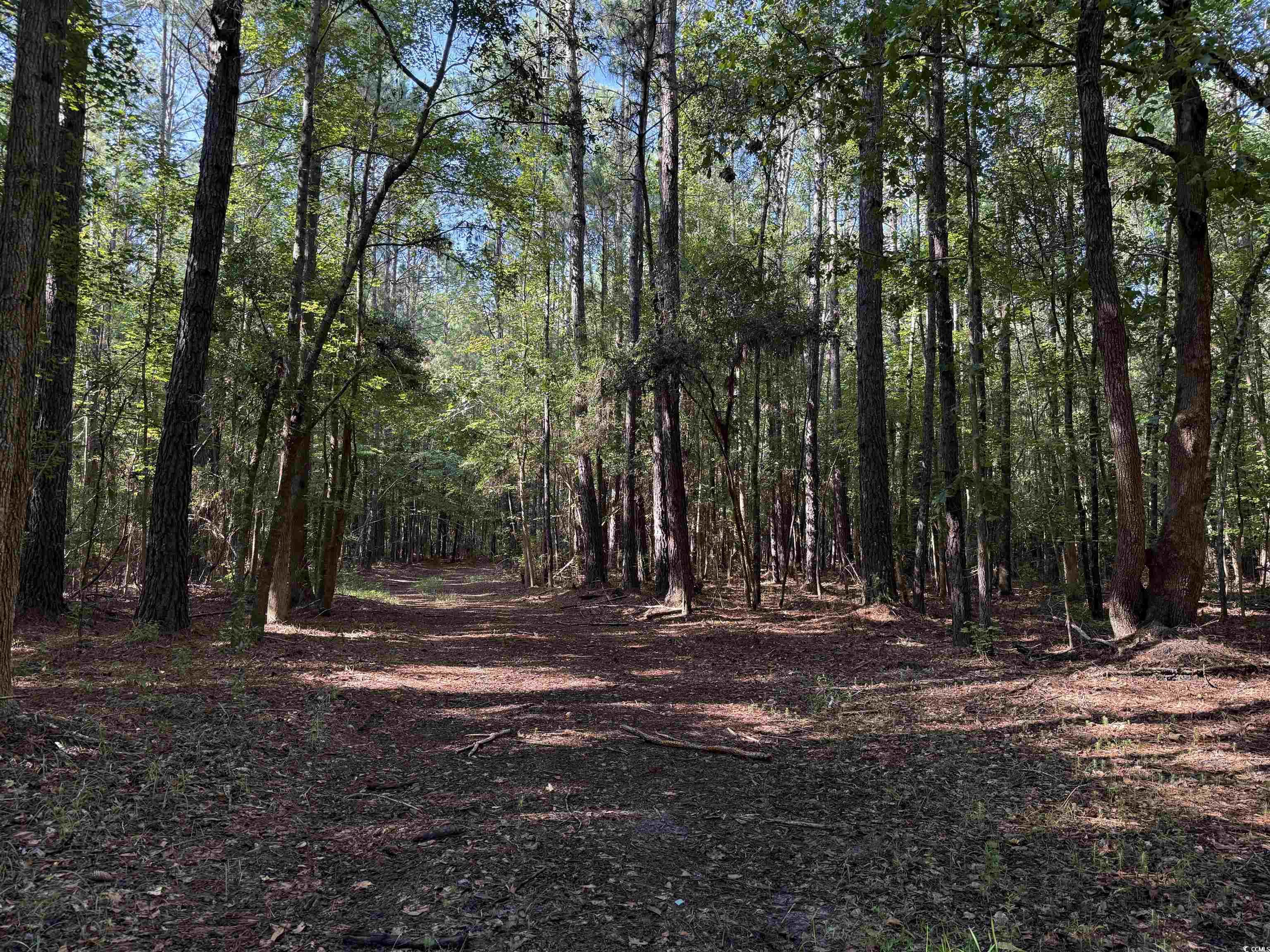 33.5-acres-tbd Union Church Road Salters, SC 29590 - Photo 2 of 22