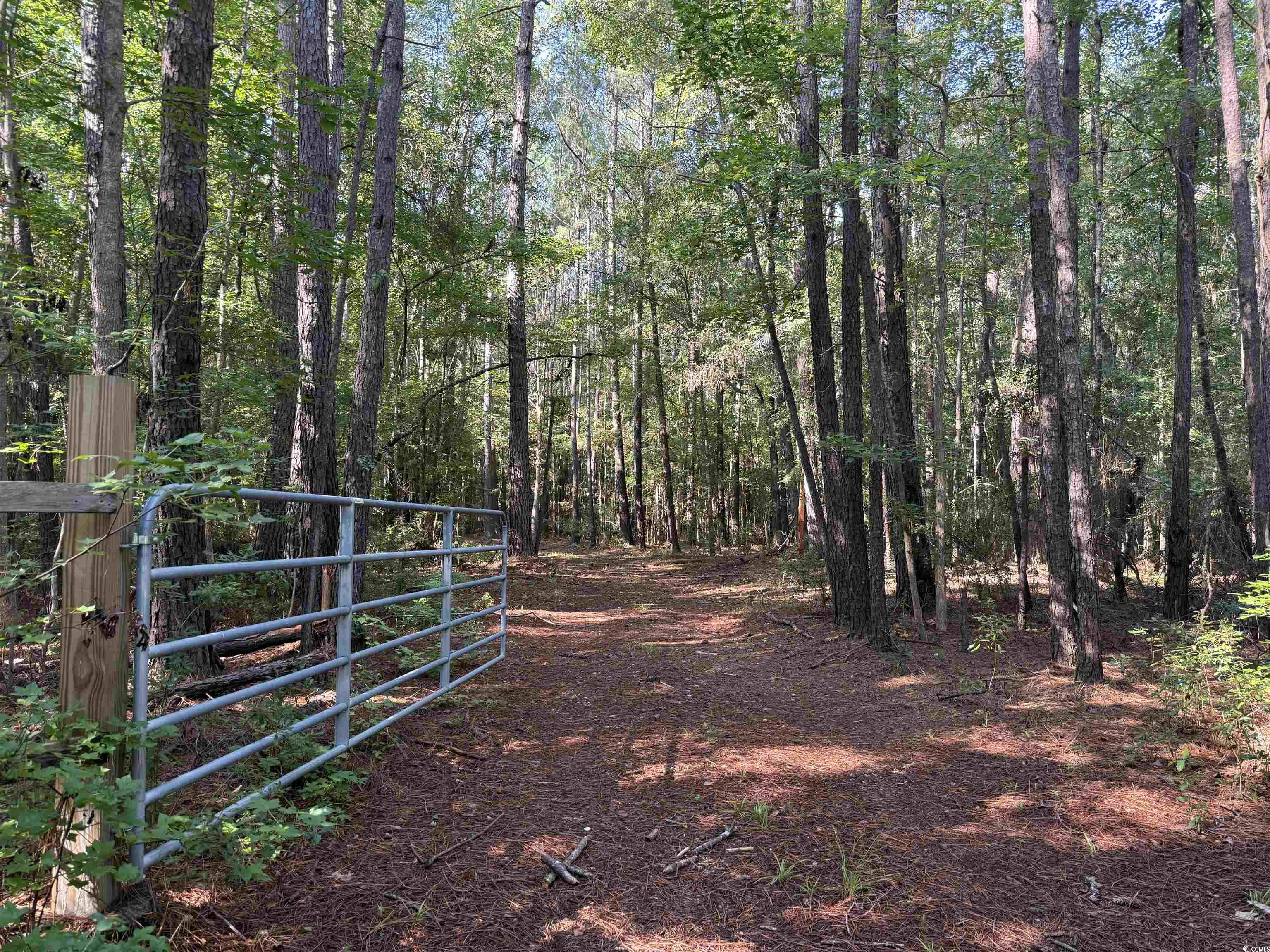 33.5-acres-tbd Union Church Road Salters, SC 29590 - Photo 3 of 22