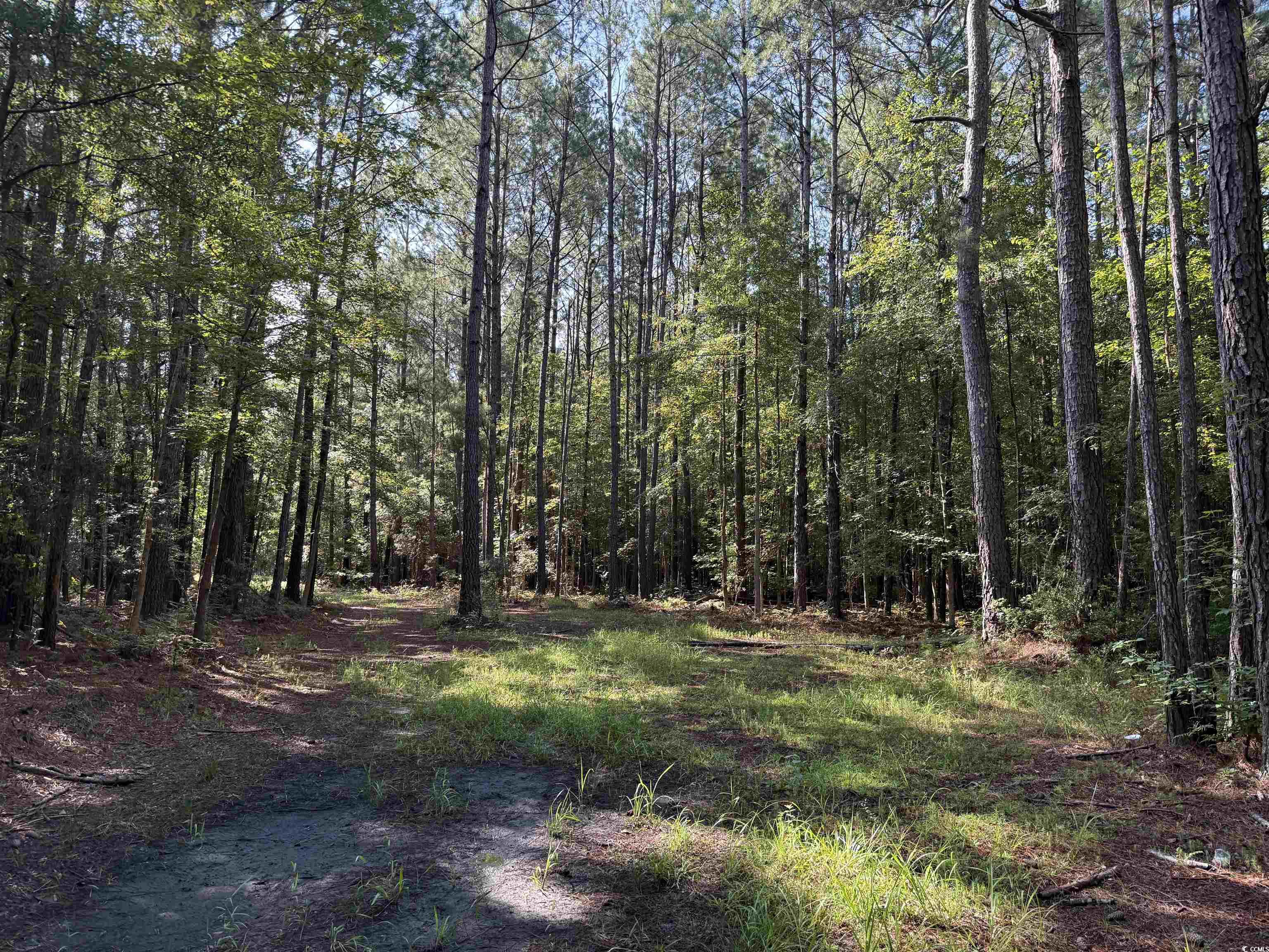 33.5-acres-tbd Union Church Road Salters, SC 29590 - Photo 4 of 22