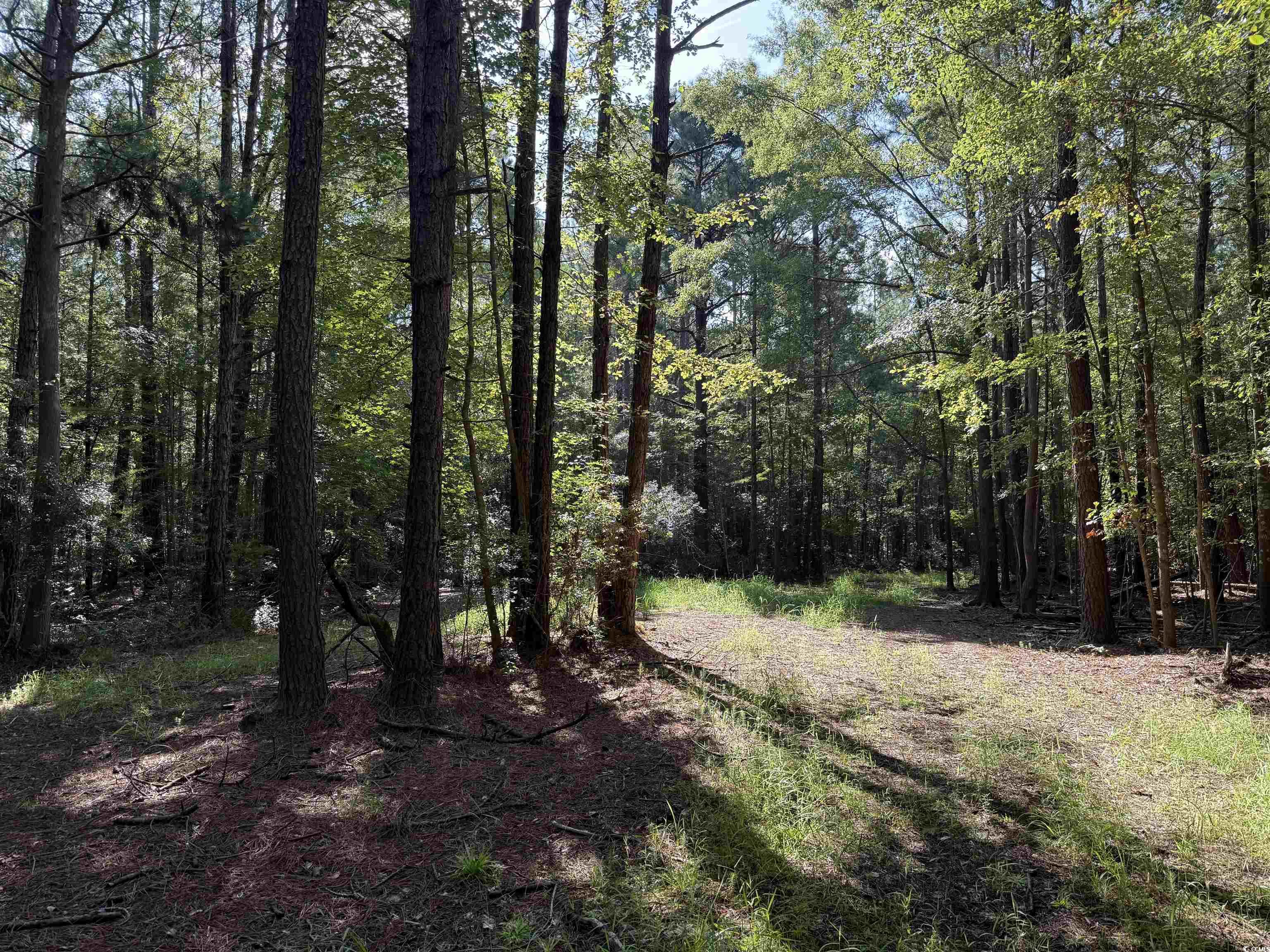 33.5-acres-tbd Union Church Road Salters, SC 29590 - Photo 5 of 22
