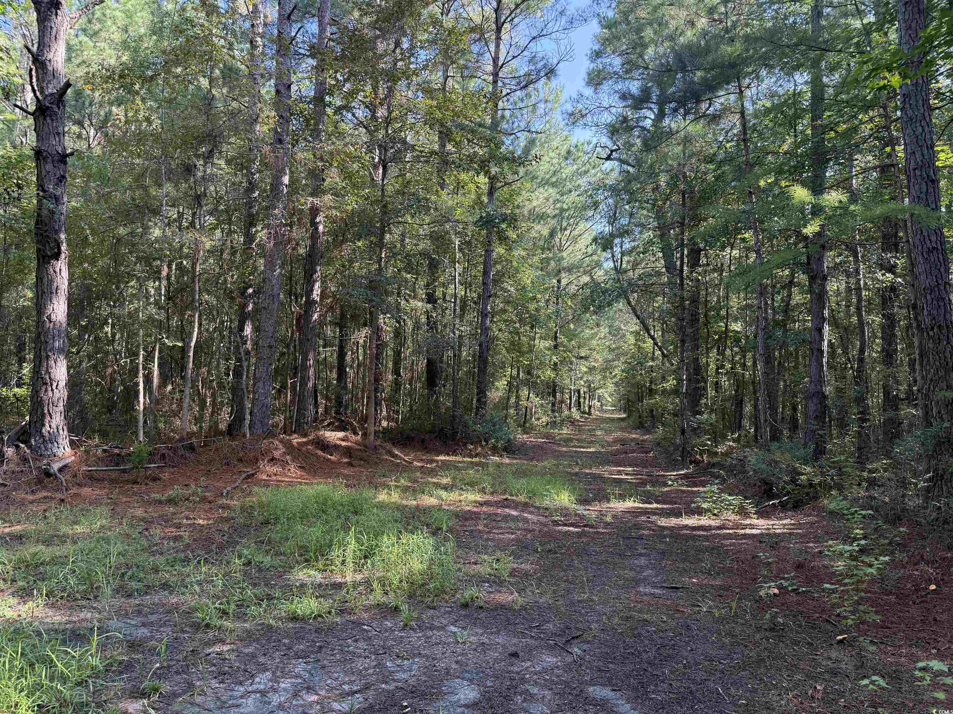 33.5-acres-tbd Union Church Road Salters, SC 29590 - Photo 6 of 22