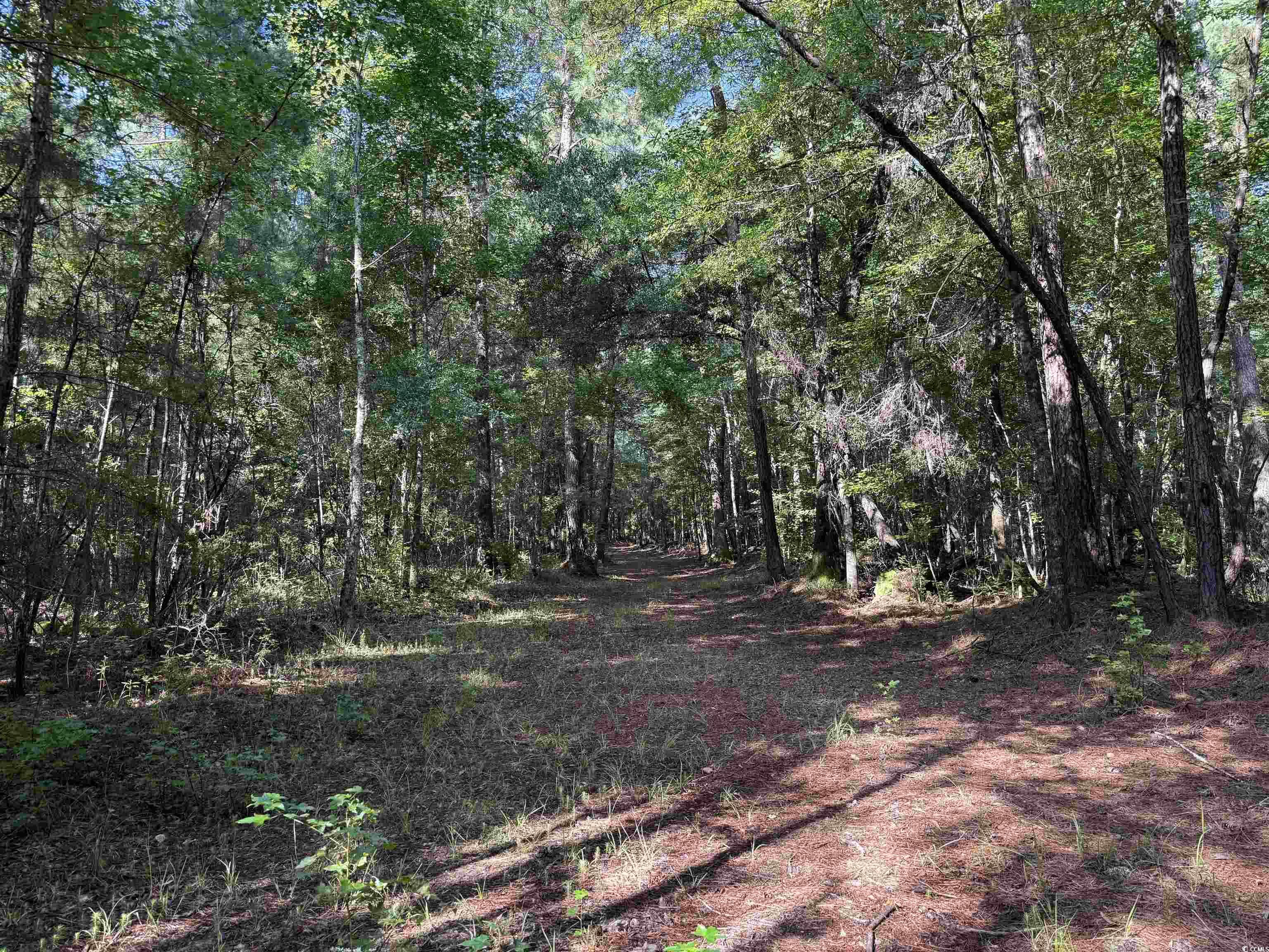33.5-acres-tbd Union Church Road Salters, SC 29590 - Photo 7 of 22