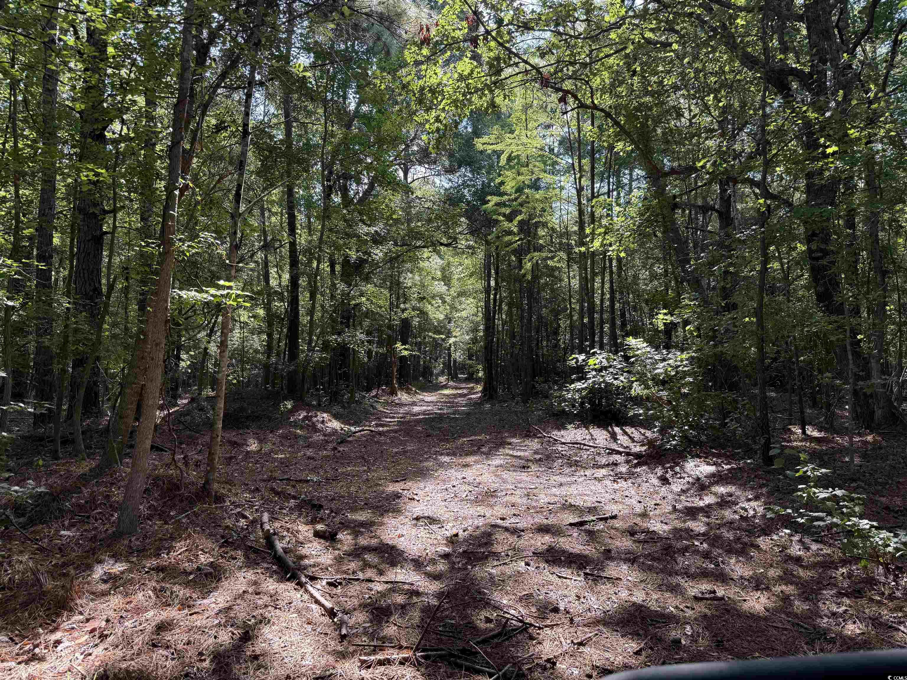 33.5-acres-tbd Union Church Road Salters, SC 29590 - Photo 8 of 22