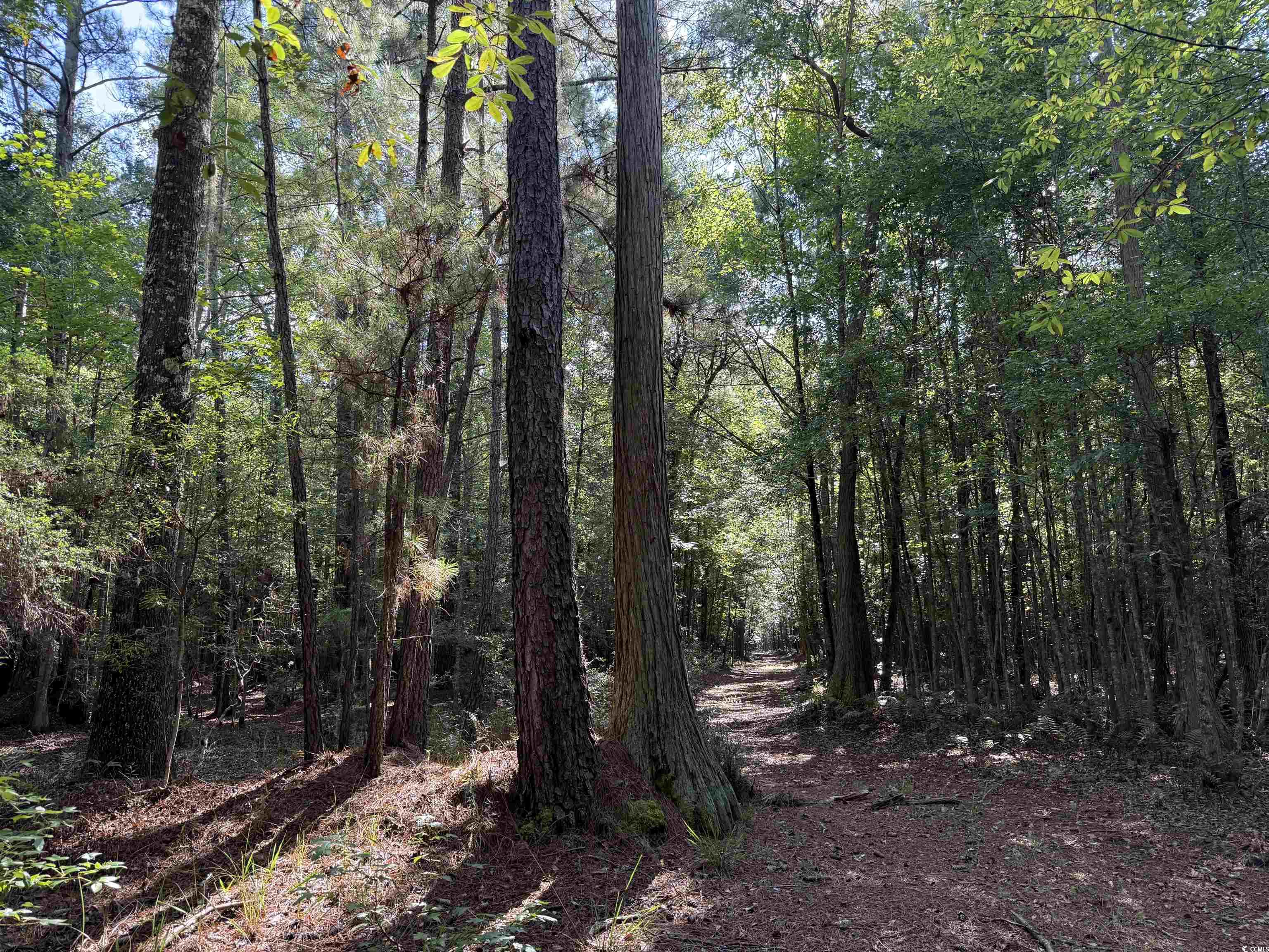 33.5-acres-tbd Union Church Road Salters, SC 29590 - Photo 9 of 22