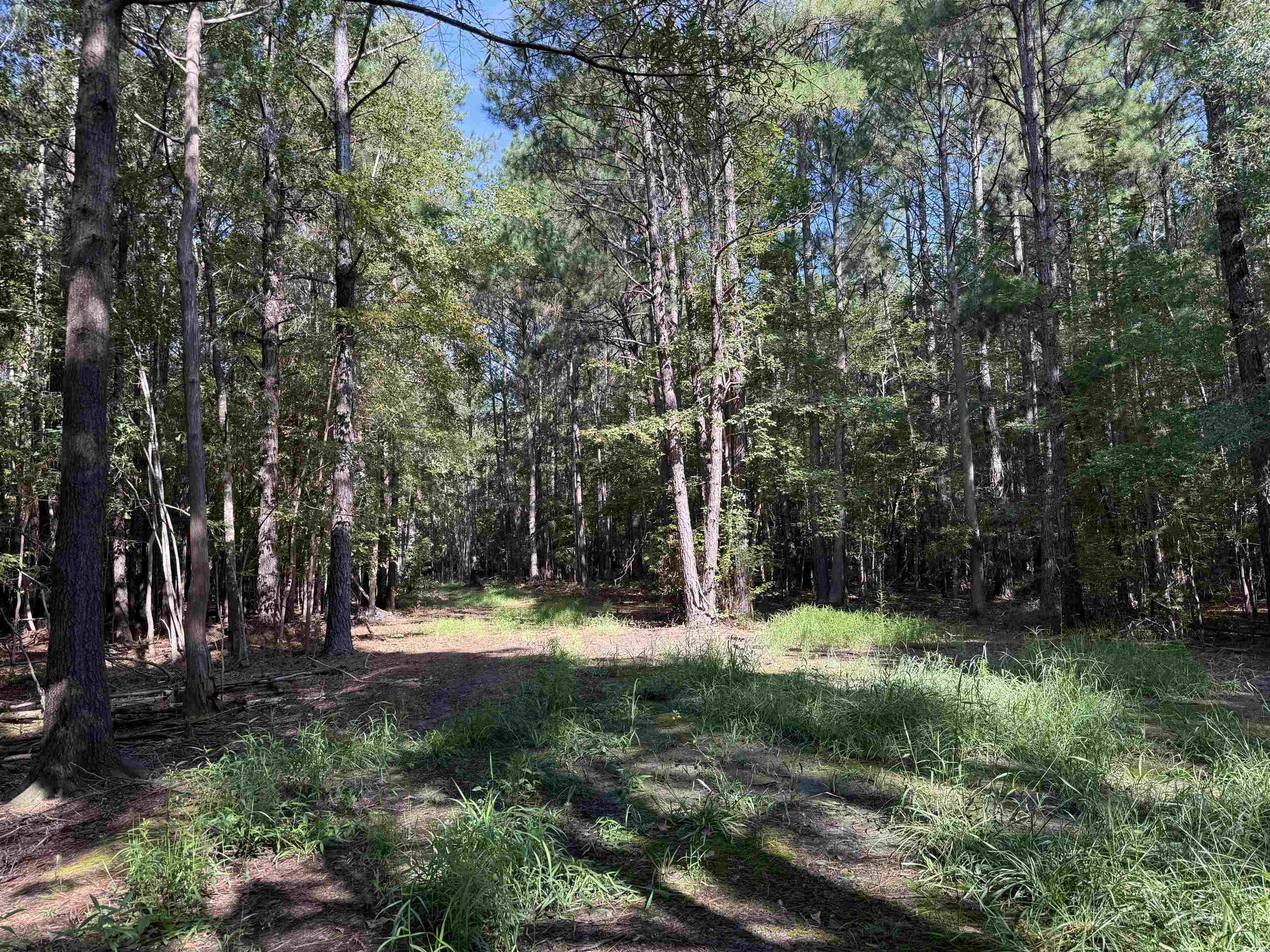 33.5-acres-tbd Union Church Road Salters, SC 29590 - Photo 10 of 22