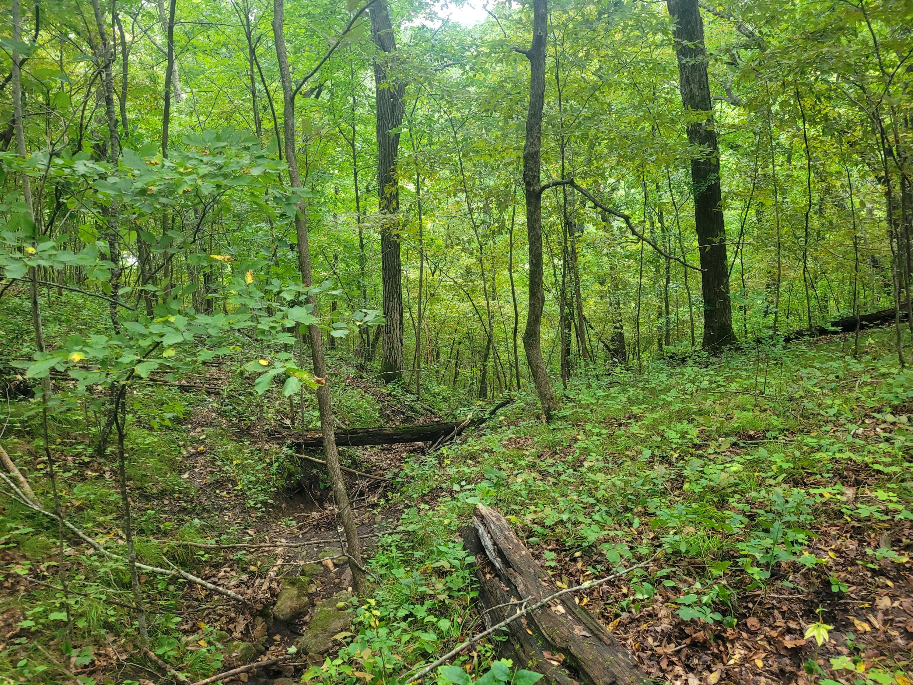 S4108 Haugrud Hollow Road Webster, WI 54639 - Photo 28 of 68 20210829_104308