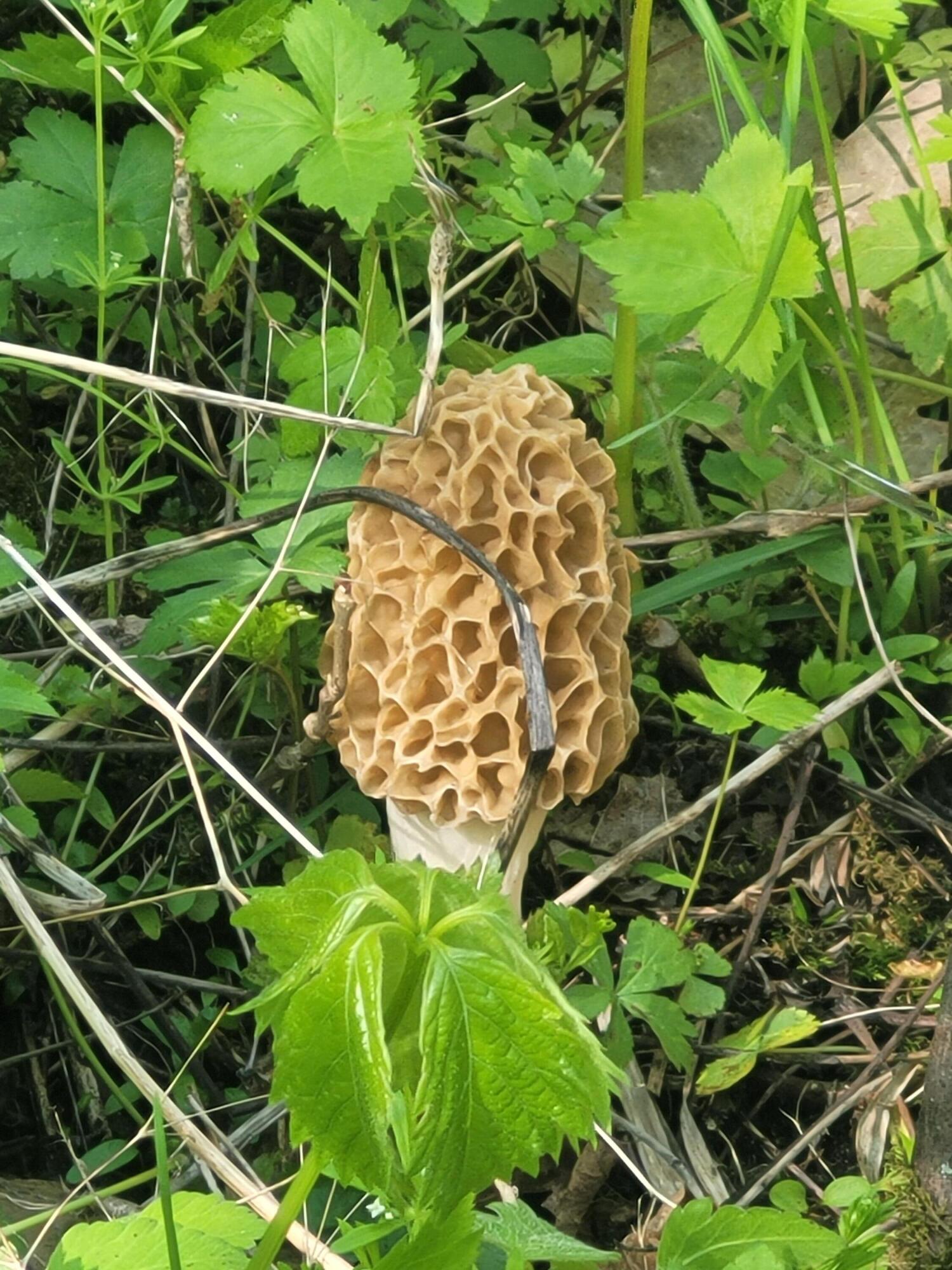 S4108 Haugrud Hollow Road Webster, WI 54639 - Photo 39 of 68 Morel Mushrooms