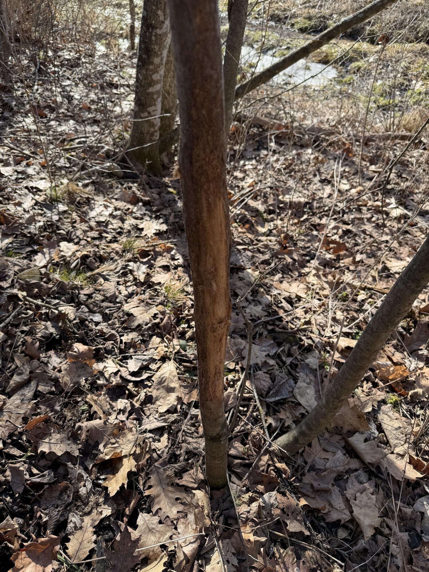 S4108 Haugrud Hollow Road Webster, WI 54639 - Photo 47 of 68 Good Hunting