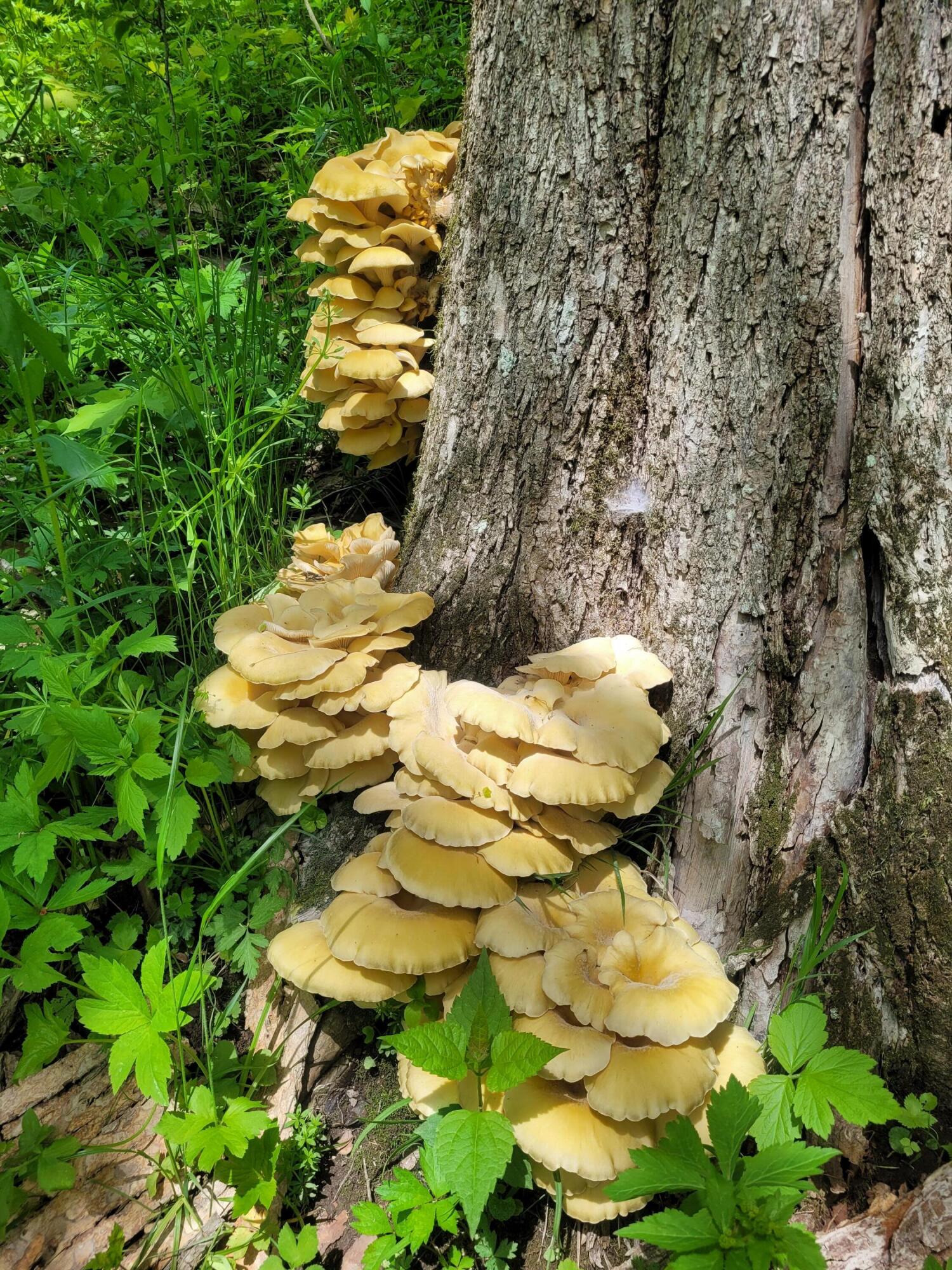 S4108 Haugrud Hollow Road Webster, WI 54639 - Photo 51 of 68 20220528_141137