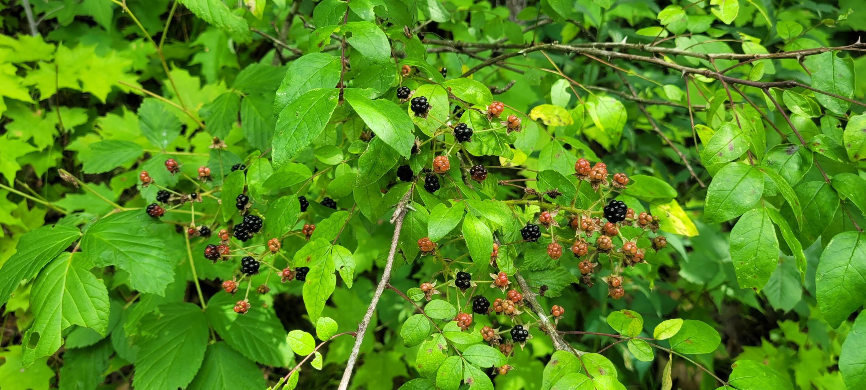 S4108 Haugrud Hollow Road Webster, WI 54639 - Photo 53 of 68 20230812_143850