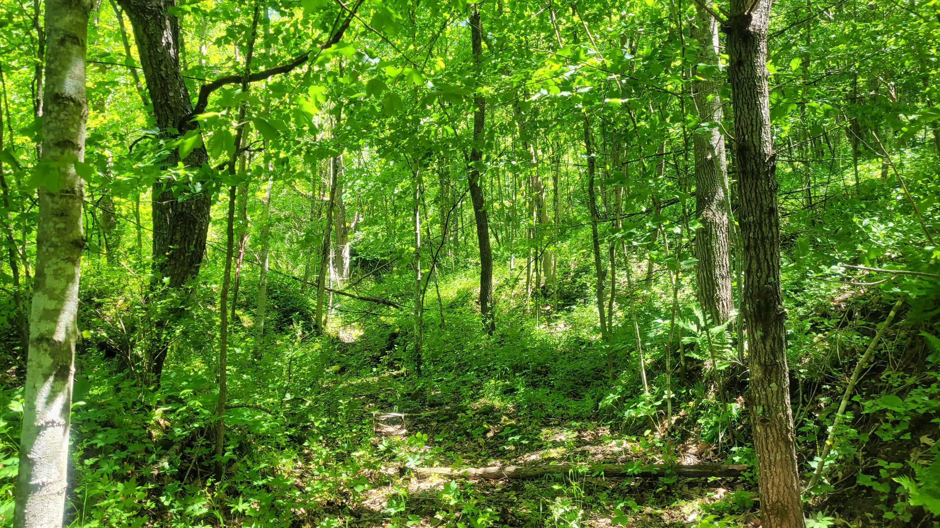 S4108 Haugrud Hollow Road Webster, WI 54639 - Photo 56 of 68 20240609_123147