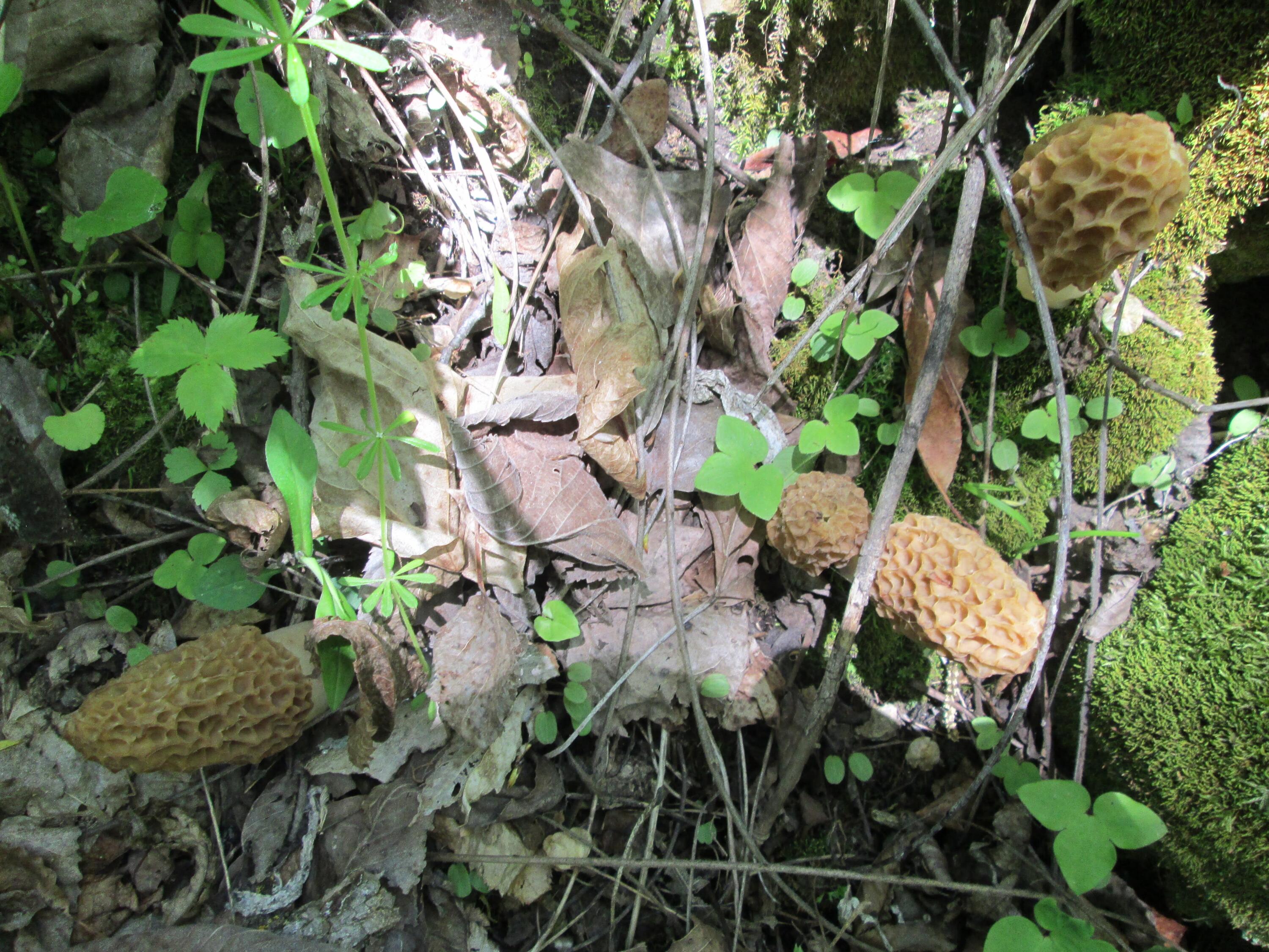 S4108 Haugrud Hollow Road Webster, WI 54639 - Photo 62 of 68 IMG_3802