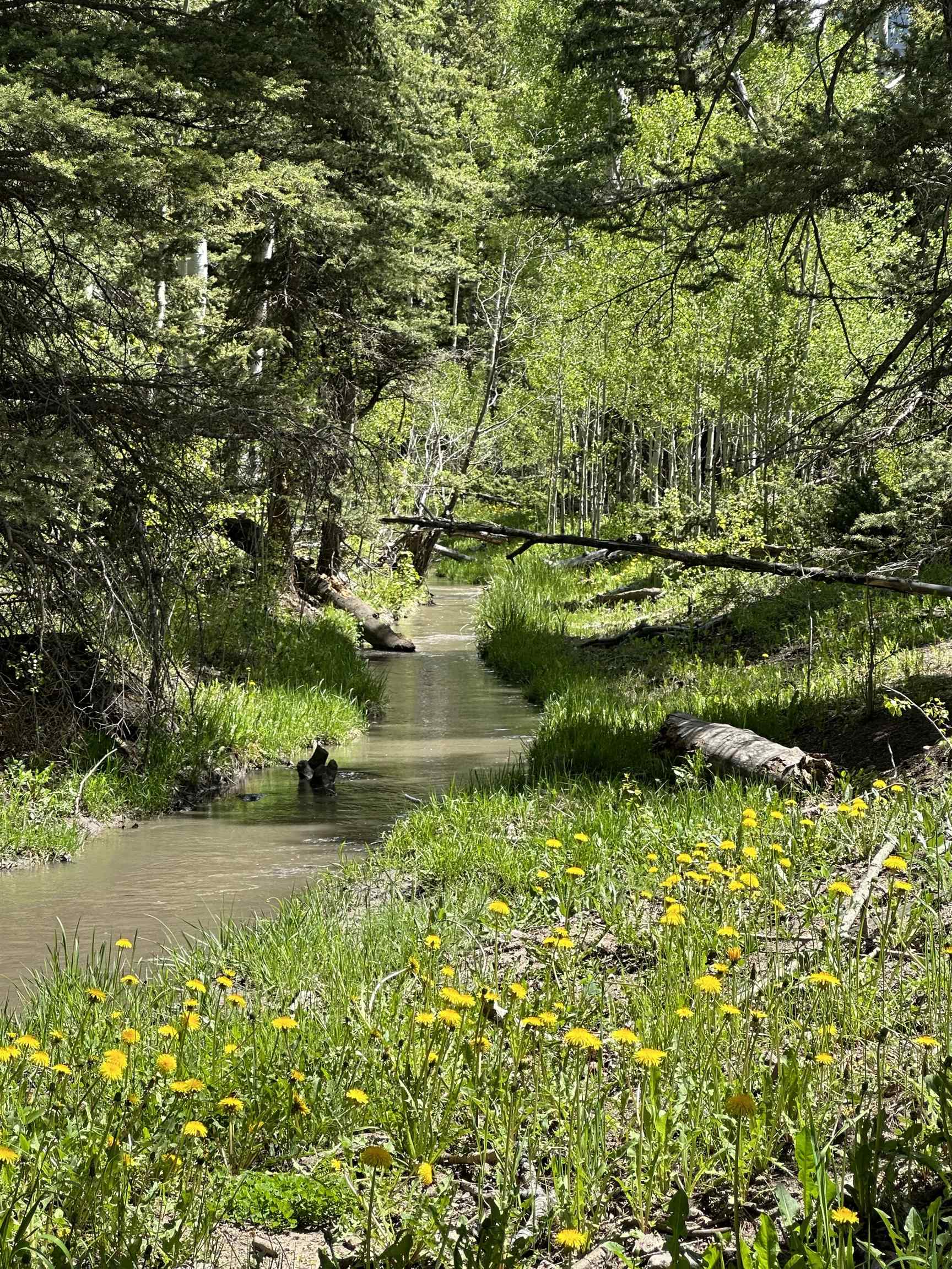 5 County Road 5, Unit TRACT 13 Ridgway, CO 81432 - Photo 12 of 19