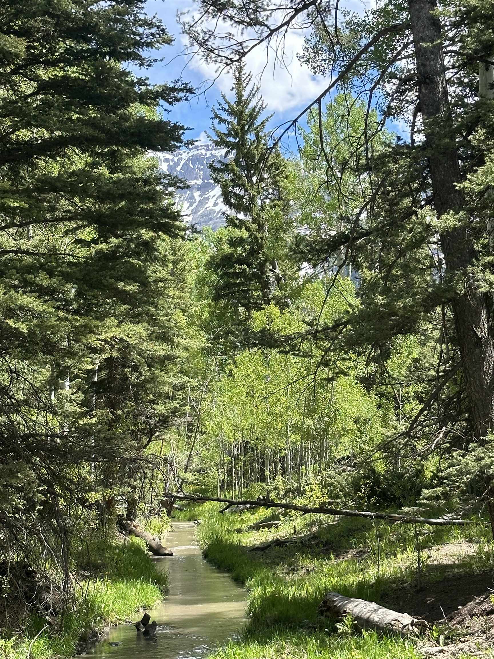 5 County Road 5, Unit TRACT 13 Ridgway, CO 81432 - Photo 13 of 19