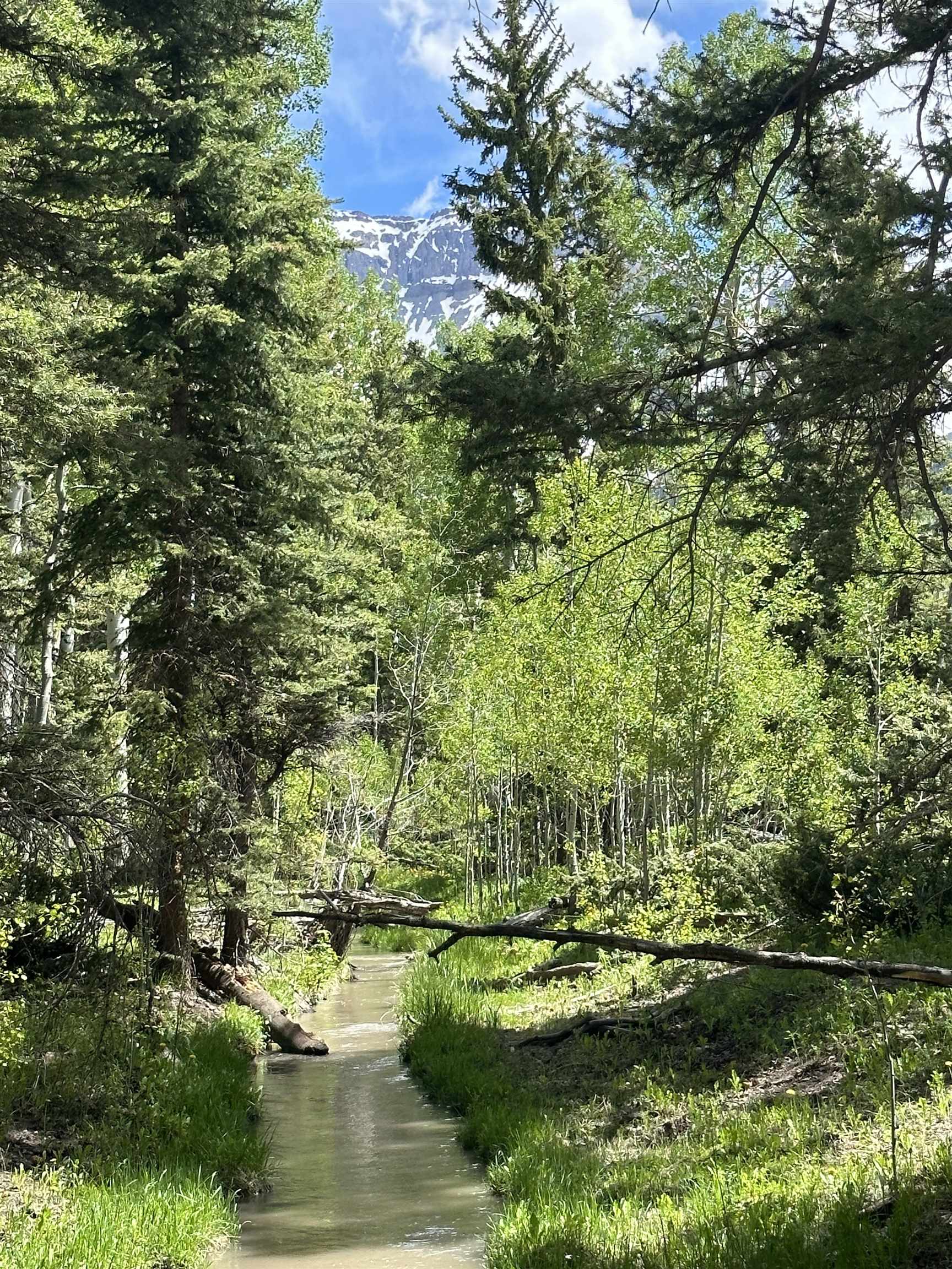 5 County Road 5, Unit TRACT 13 Ridgway, CO 81432 - Photo 14 of 19