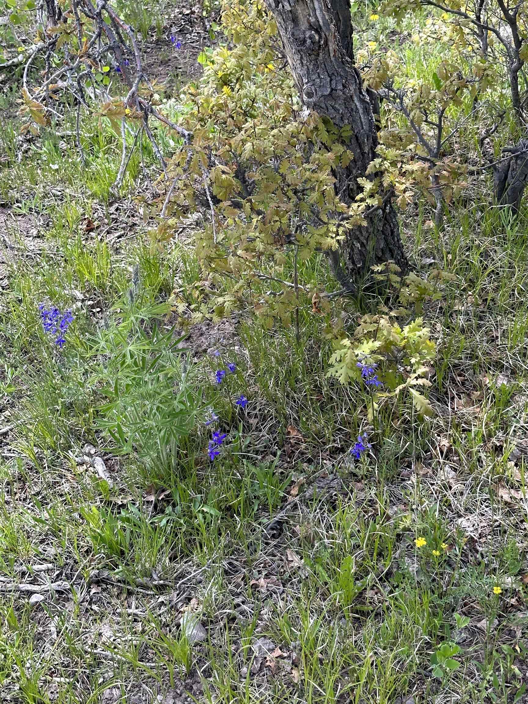 5 County Road 5, Unit TRACT 13 Ridgway, CO 81432 - Photo 19 of 19