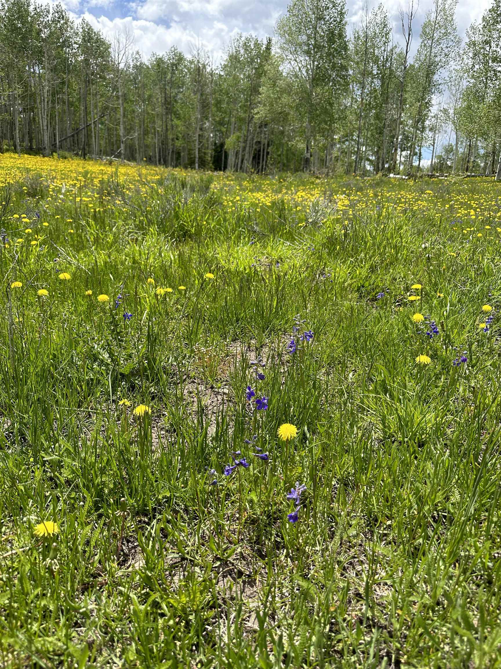 5 County Road 5, Unit TRACT 13 Ridgway, CO 81432 - Photo 7 of 19