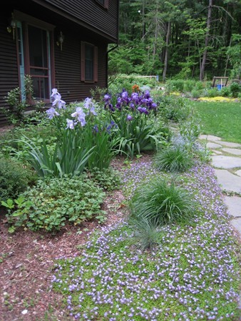 11 Cole Road Williamsburg, MA 01039 - Photo 3 of 30 a front view of a house with plants and large tree
