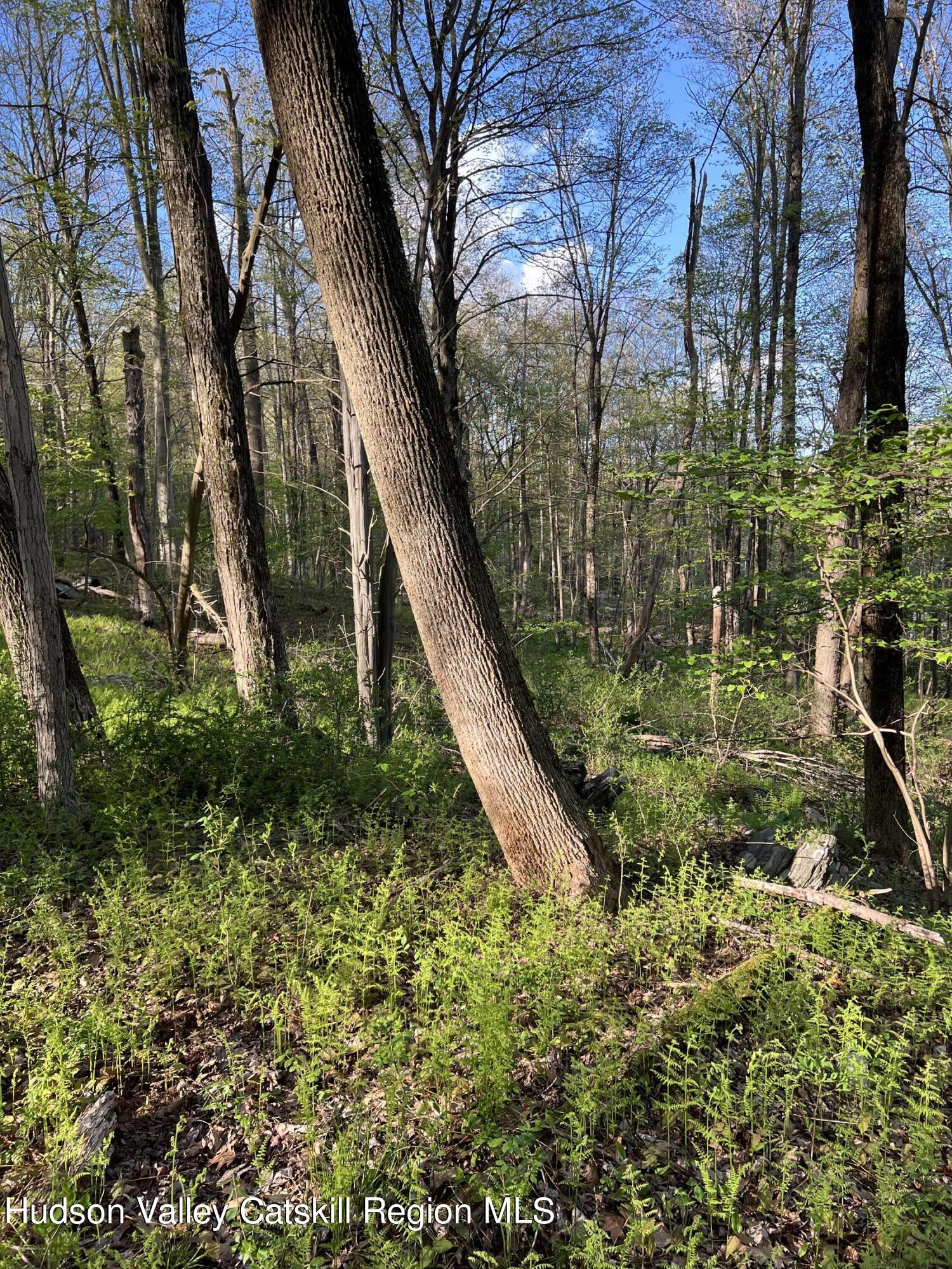 1234 Lakes Road Monroe, NY 10950 - Photo 3 of 7 Landscape #3
