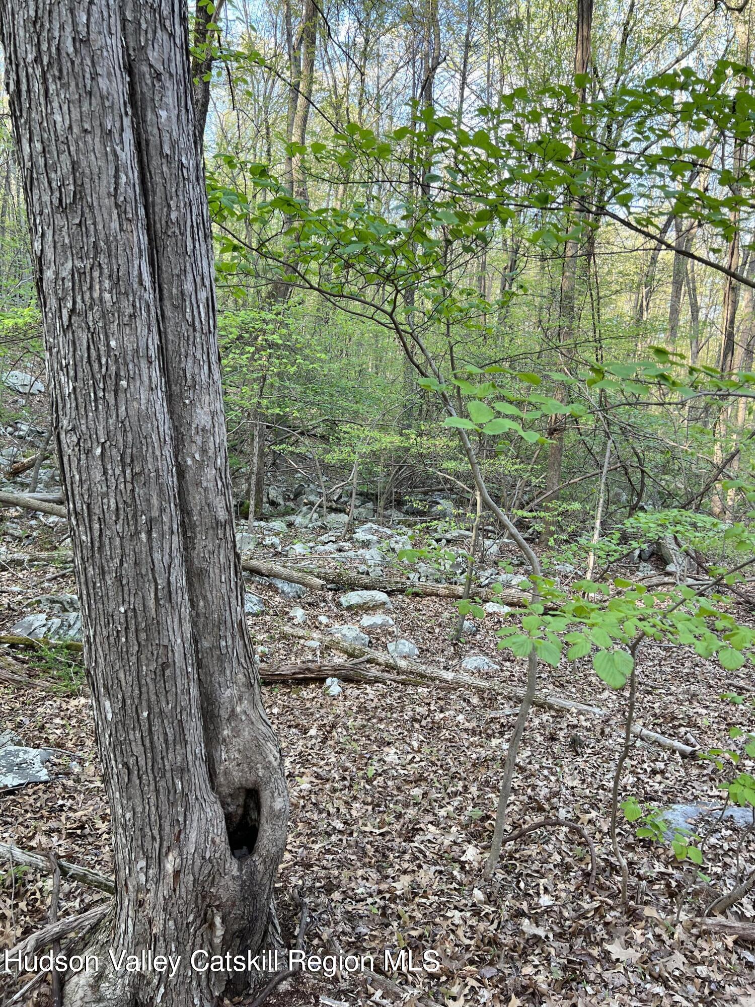 1234 Lakes Road Monroe, NY 10950 - Photo 6 of 7 Landscape #6