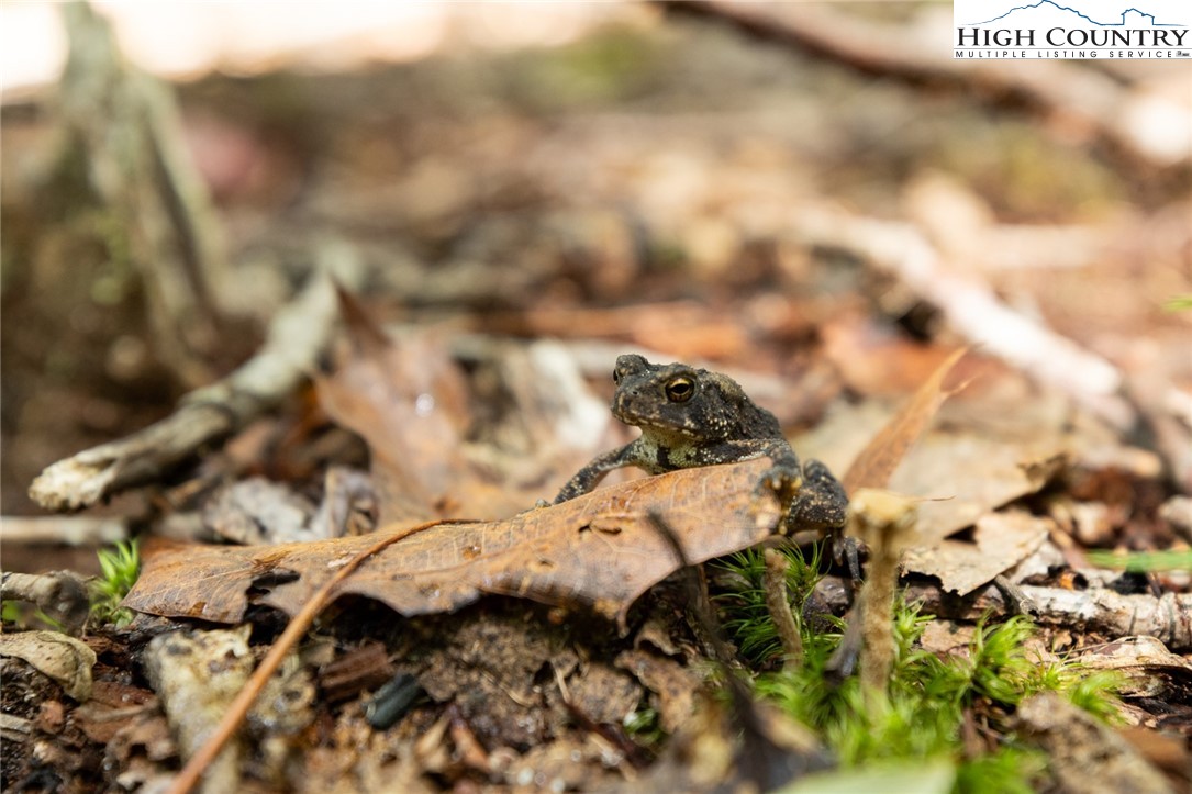 216 Saddle Lane Deep Gap, NC 28618 - Photo 32 of 50