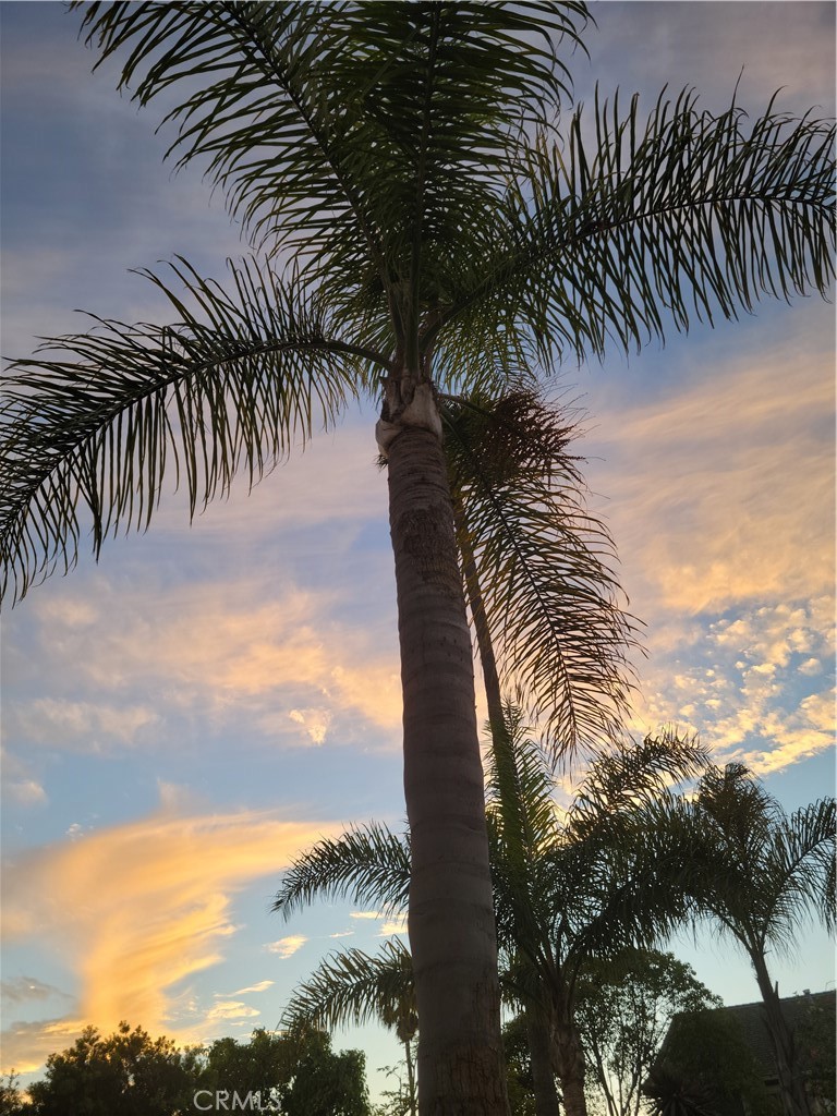 a view of a palm trees
