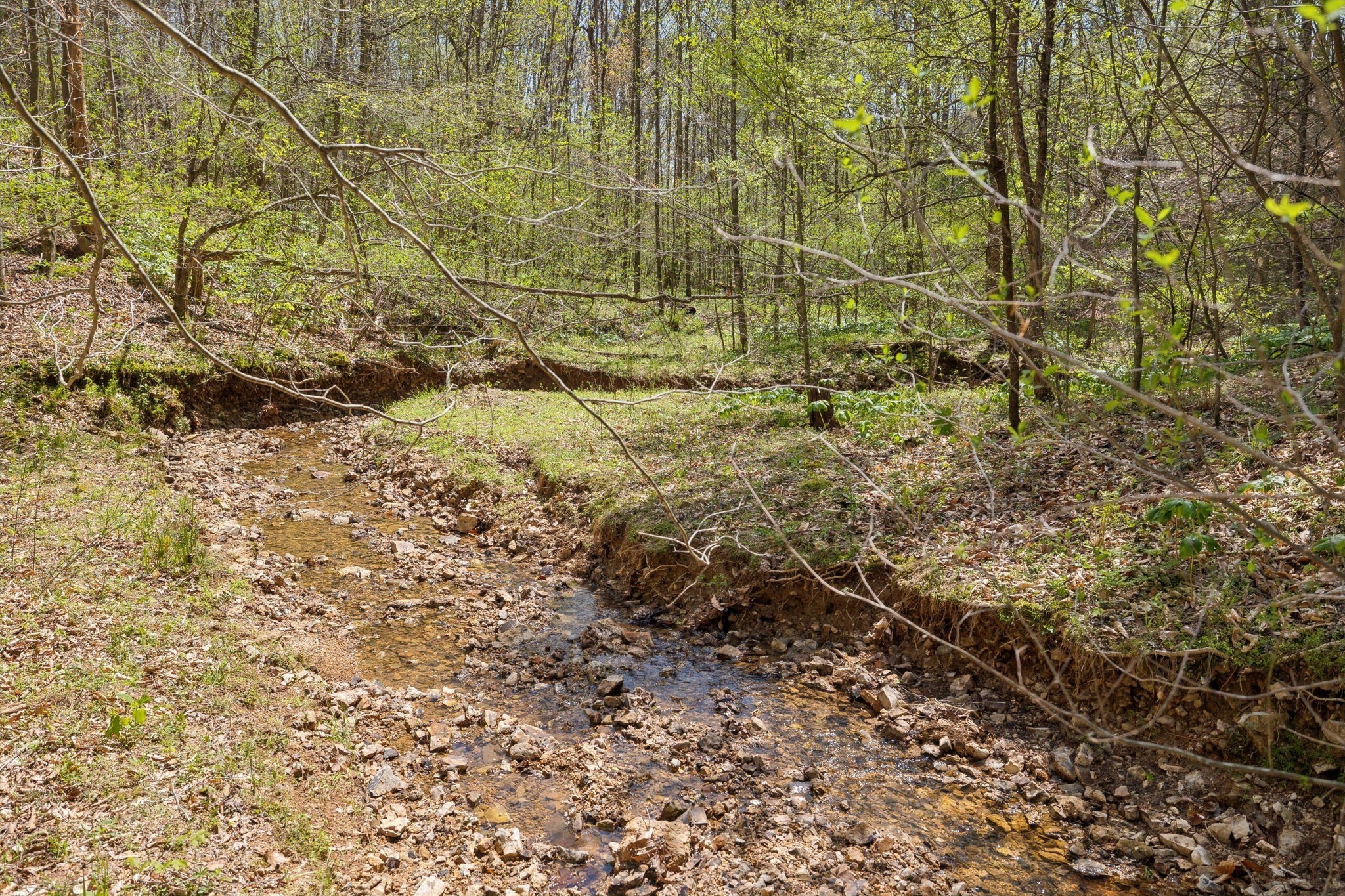 3467 Shouse Road Santa Fe, TN 38482 - Photo 45 of 55 a view of a yard with a tree