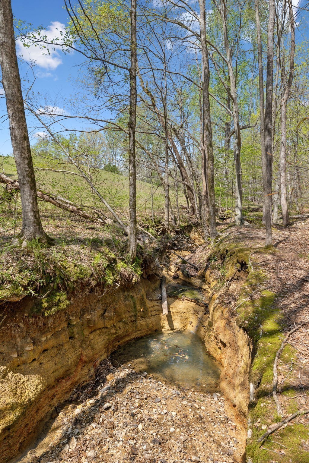 3467 Shouse Road Santa Fe, TN 38482 - Photo 46 of 55 a view of a yard