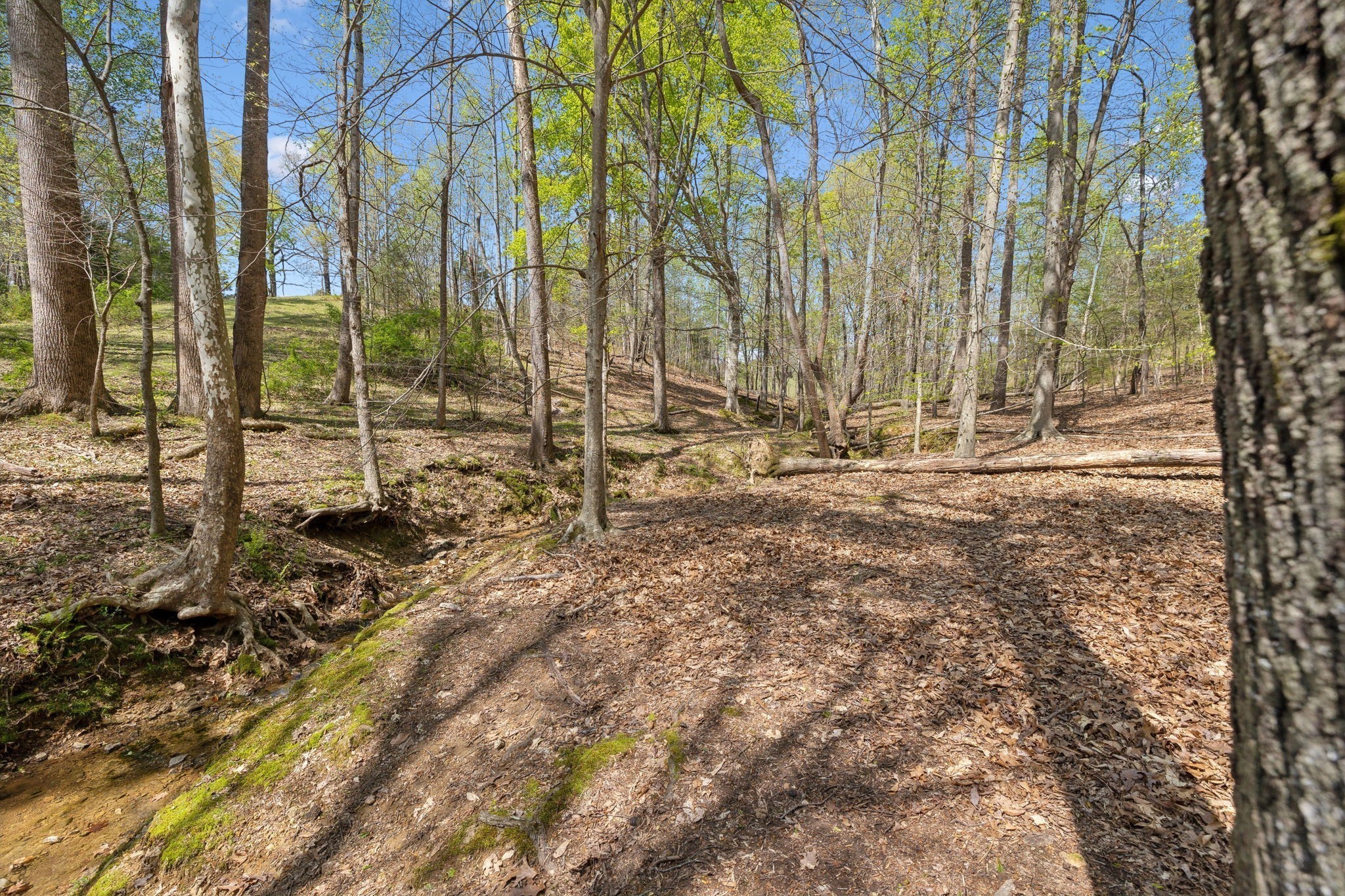3467 Shouse Road Santa Fe, TN 38482 - Photo 49 of 55 a view of backyard of building