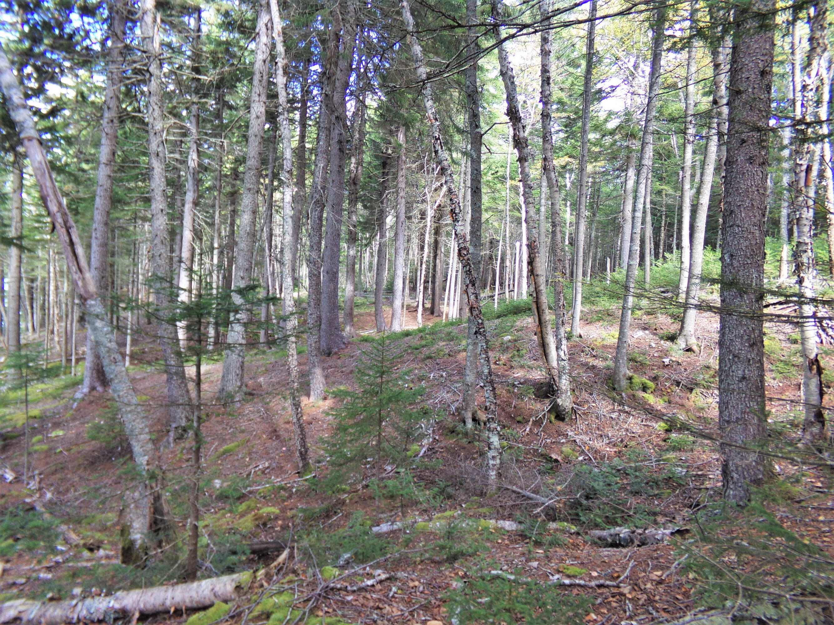 2 Johnson Point Road Orrs Island, ME 04066 - Photo 18 of 20 8jp.135_2196.f