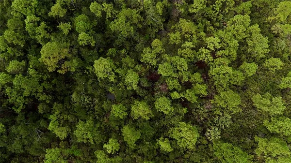 a view of a big yard with large trees