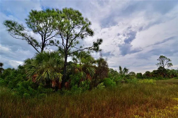 a view of a big yard with plants and large trees