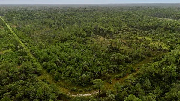 a view of a forest with a tree
