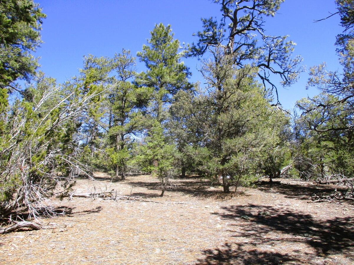 Lot 5 Copperweed Road Ramah, NM 87321 - Photo 43 of 88 Gallery Image 43
