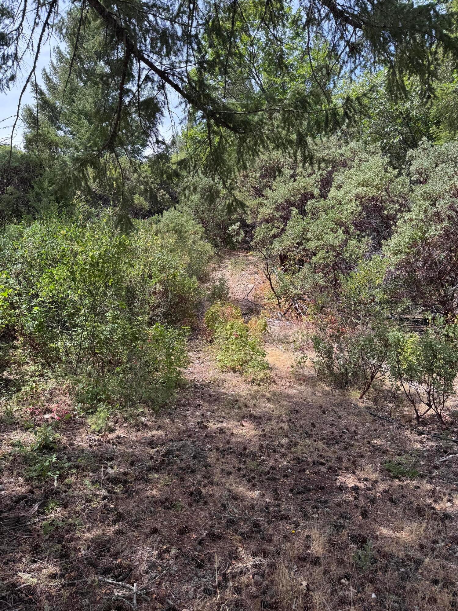 331 Lamb Road Mad River, CA 95552 - Photo 8 of 11 Gallery Image 8