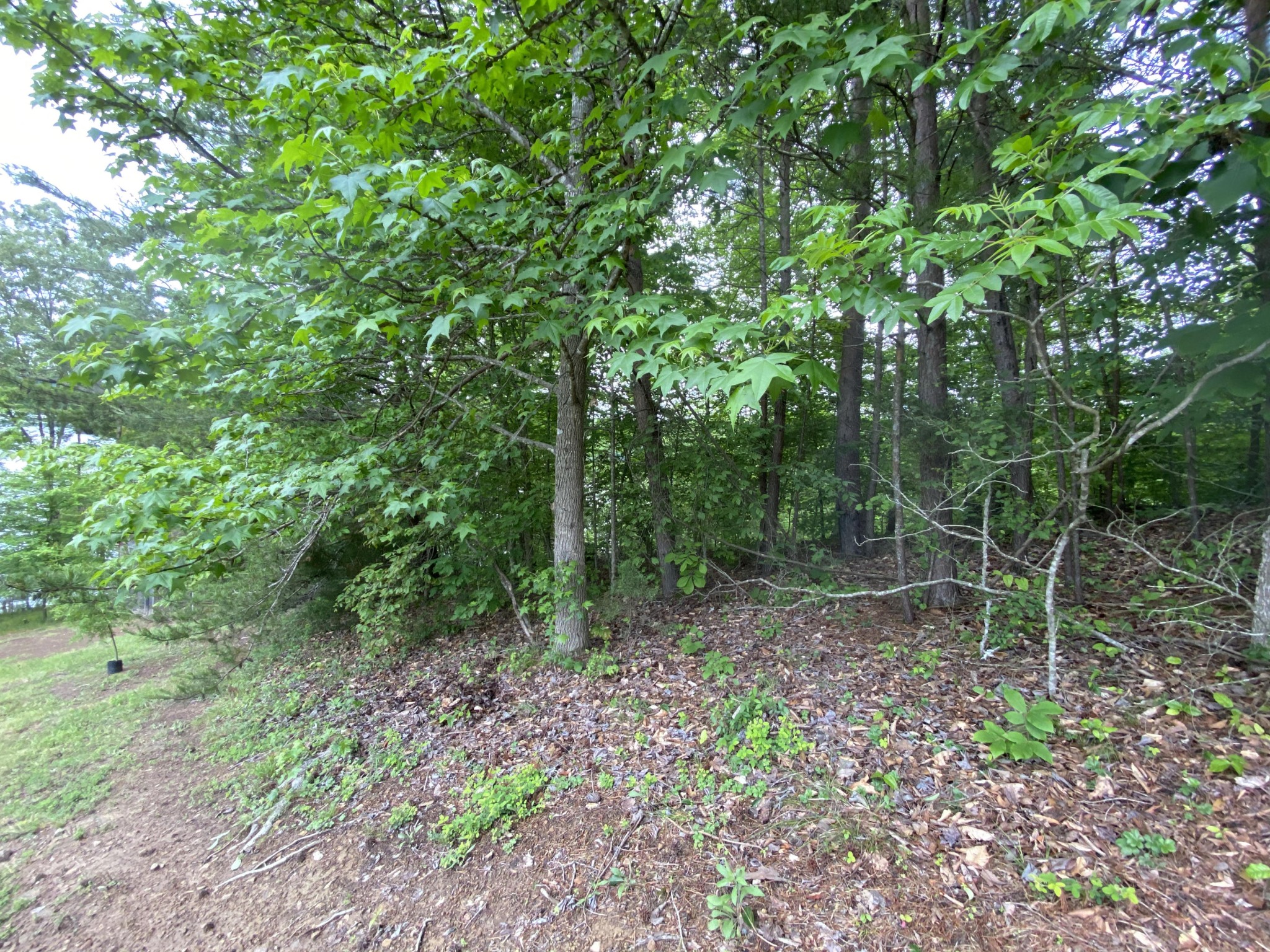 0 Grandpa's Ridge Sharps Chapel, TN 37866 - Photo 7 of 13 Gallery Image 7