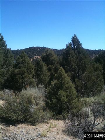1911 Empire Road Reno, NV 89521 - Photo 1 of 1 a view of a forest