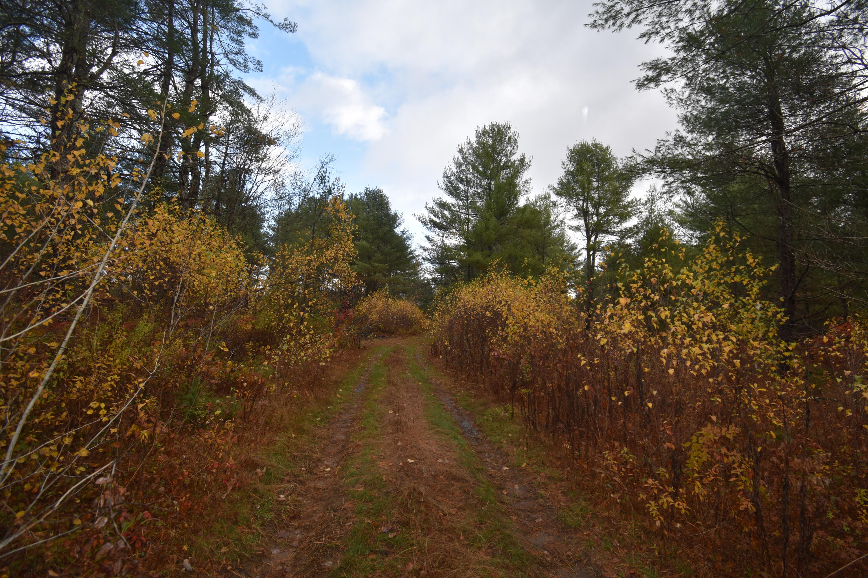 P/o Lot 7 P/o Road Norridgewock, ME 04957 - Photo 23 of 28 Long driveway