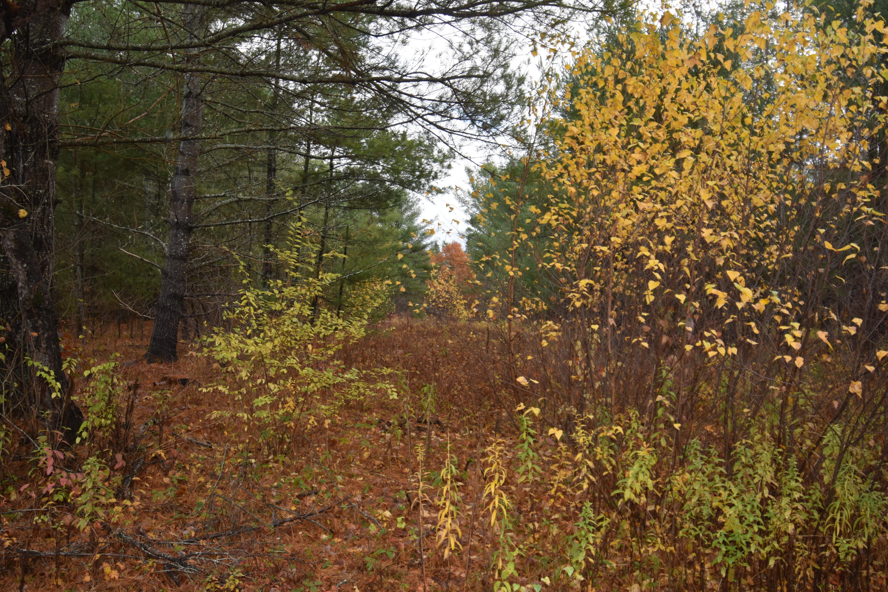 P/o Lot 7 P/o Road Norridgewock, ME 04957 - Photo 24 of 28 DSC_1011