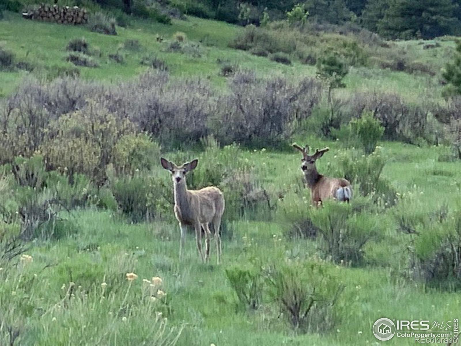0 Open Range Road Lyons, CO 80540 - Photo 2 of 9